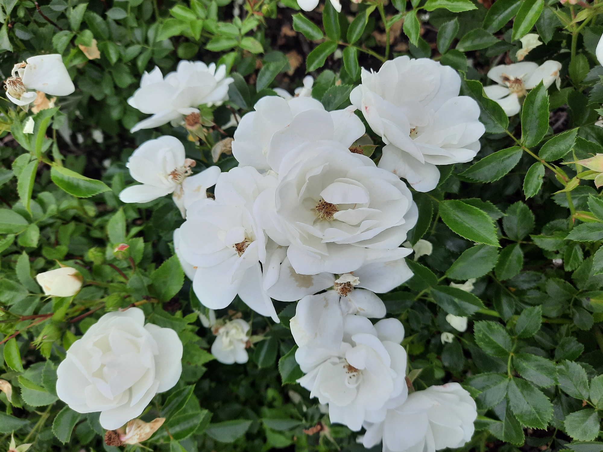 This image shows a close-up view of several white roses in bloom, surrounded by dark green foliage. The roses are in various stages of opening, with some fully bloomed and others still in bud. The petals are delicate and layered, with a slight creamy hue in some areas. The center of the fully opened roses reveals brown stamens. Some dried or wilting petals are also visible, adding a natural, imperfect texture to the scene. The background consists of dense green leaves, creating a soft, natural backdrop for the flowers. The lighting appears to be overcast, resulting in diffused light and soft shadows. There is no indication of the specific location within Rosenheim, Germany.