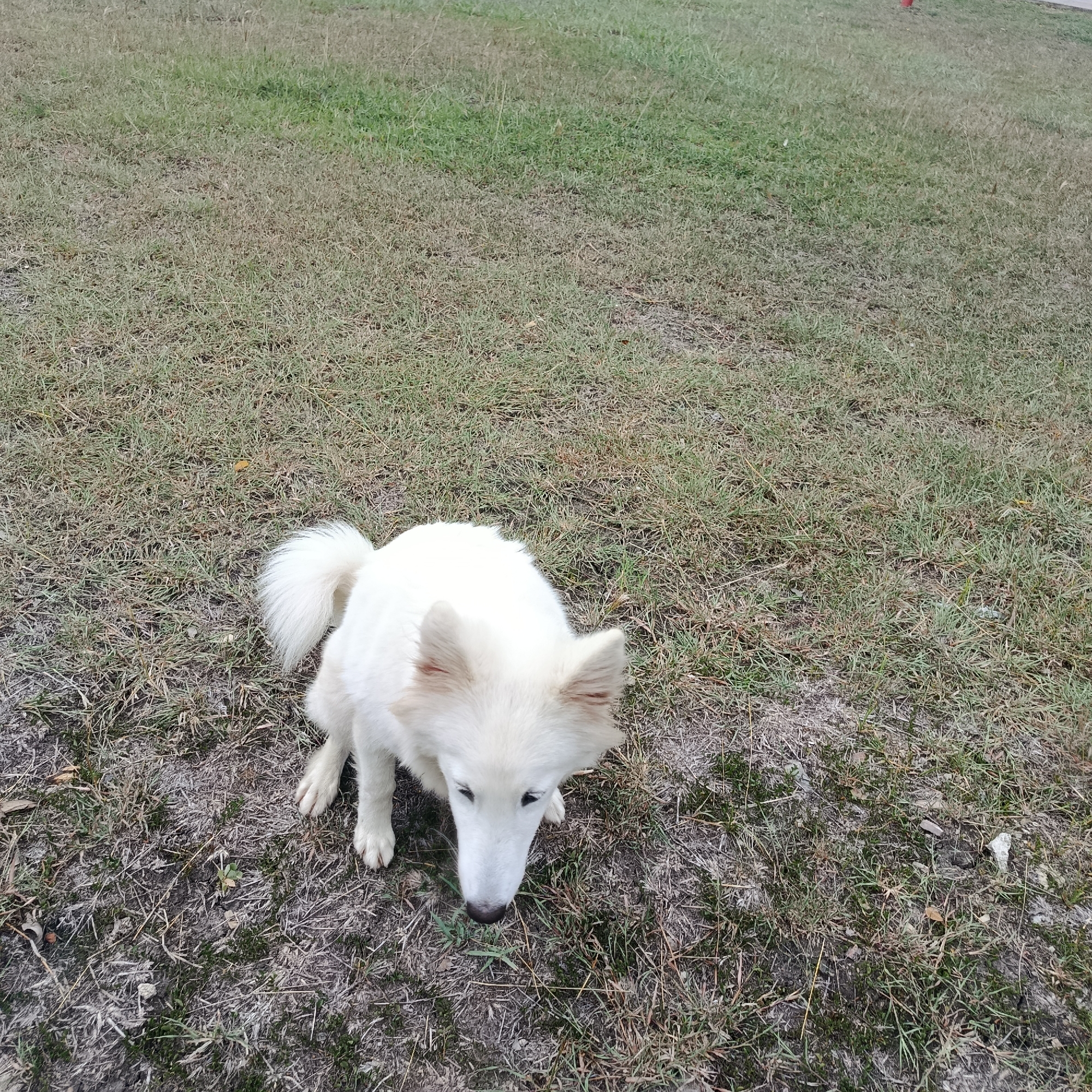 The image depicts a medium-sized, white dog sitting in a grassy area. The dog is positioned in the lower center of the frame, facing downwards. The grass appears to be a mix of green and brown, suggesting it may be dry or patchy. The location is likely in Los Guayos, Venezuela. No other subjects, people, objects, or actions are discernable. The environment is grassy, possibly a field or yard.
