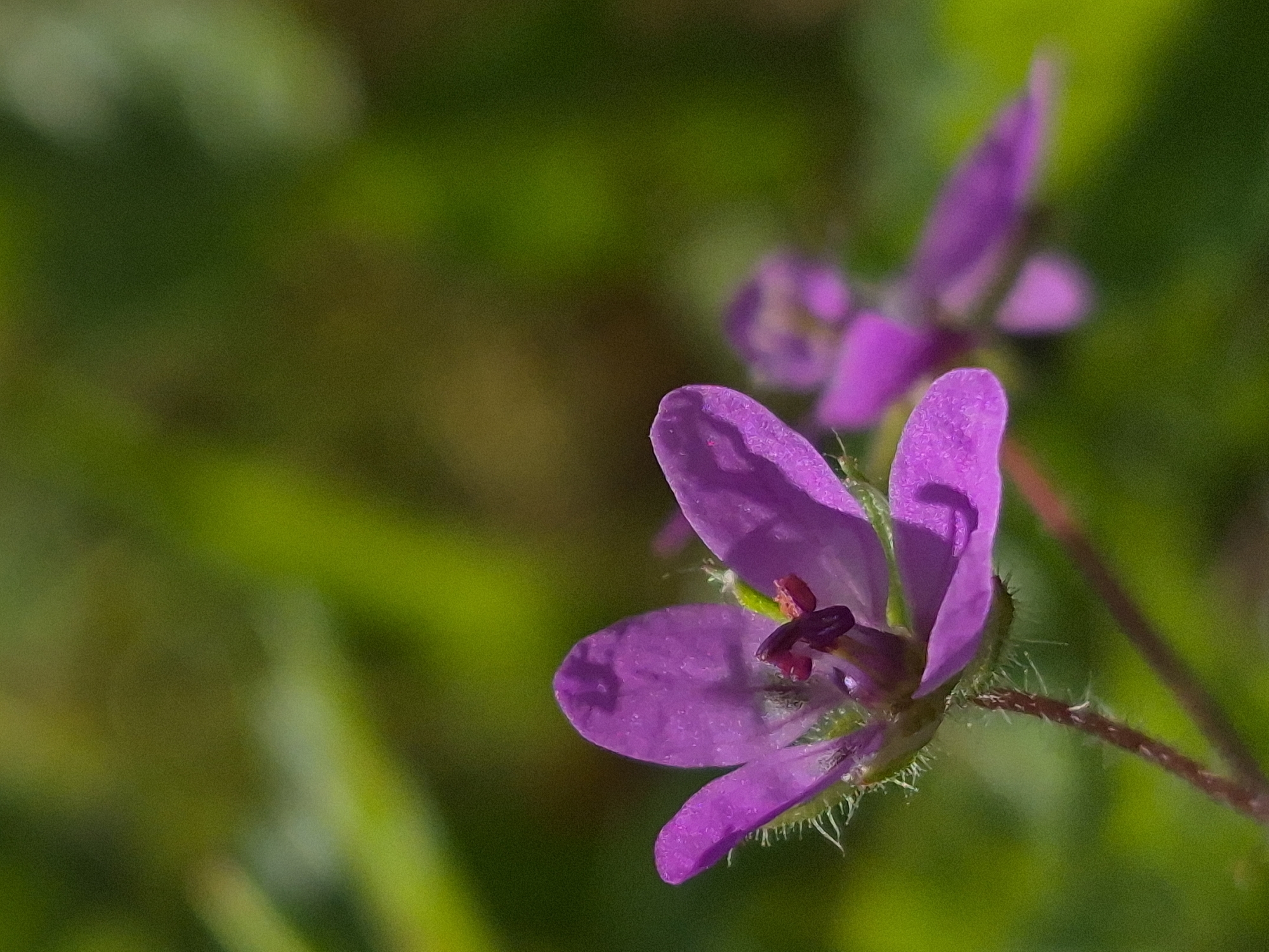 A close-up, high-angle shot features a single, vibrant purple flower in focus. The flower has five delicate petals and prominent dark purple stamens in its center. It is positioned on the left side of the frame, with its stem extending downwards. In the background, another blurred purple flower is visible to the right, slightly out of focus. The environment is a soft-focus blur of green foliage, suggesting an outdoor setting in a natural area. No specific location within Sooblase, Estonia, can be determined from the image.