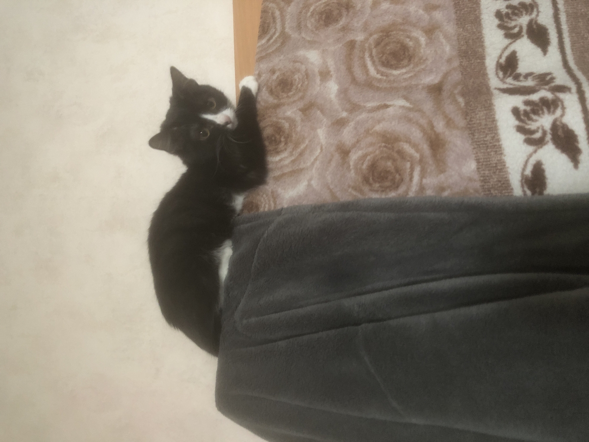 A black and white tuxedo cat is playfully engaging with its environment indoors. The cat is captured in a vertical position, appearing to climb or scratch a patterned blanket or rug with its front paws, which have visible white "socks." Its head is slightly tilted, and its eyes are wide and attentive, looking towards the viewer.
The setting consists of a plain, light-colored wall on the left side of the frame. To the right, a large section of a patterned fabric item, possibly a blanket or tapestry, features repeating floral designs resembling roses in shades of brown and beige. A narrow, light brown vertical strip, which could be a door frame or furniture edge, separates the wall from the patterned fabric. Below these elements, a dark gray blanket or fabric, likely part of a sofa or bed covering, is visible.
One of the provided cropped images suggests the presence of a second cat, primarily black, whose head is seen near the active tuxedo cat, indicating multiple felines might be in the vicinity. The overall scene conveys a playful moment in a home setting. There is no discernible text within the image. The location context for this scene is Nyagan, Russia.