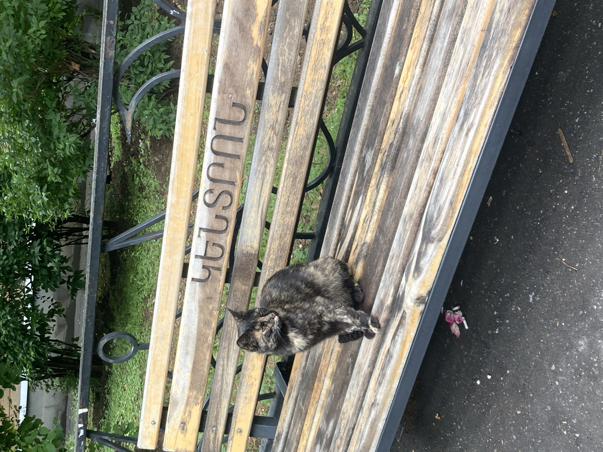 A tortoiseshell cat rests on a wooden bench in Yerevan, Armenia. The bench has carved Armenian lettering. The surrounding environment includes greenery and a paved area.