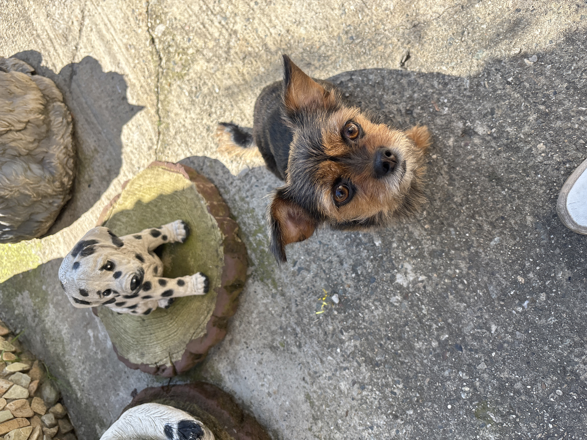 A brown and black terrier-type dog with pointed ears is looking up at the camera. The dog is standing on a gray concrete surface. A Dalmatian-spotted dog figurine lies on a tree stump-shaped pedestal to the left of the dog. Another dog figurine is partially visible at the bottom of the frame. The context around the images doesn't say where it was taken, there is no mention of Sochi, Russia.