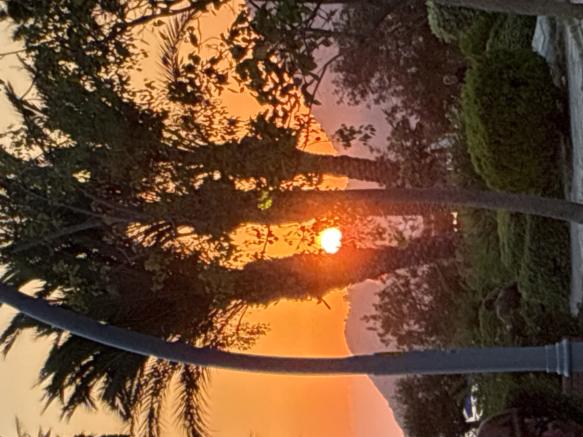 The image captures a sunset scene in Alanya, Turkey, with the sun partially obscured by palm trees. The sky is a vibrant orange and yellow, indicating the time of day. In the foreground, a grey lamppost is visible on the left side, and a person is partially seen on the far left edge of the frame. There are several palm trees with their fronds spread out, creating a silhouette against the bright sky. Behind the palm trees, the silhouette of a mountain range is visible. In the middle ground, there are bushes and trees, and a person is standing in the bushes on the right side of the frame, facing away from the camera. The ground in the foreground appears to be a paved area.