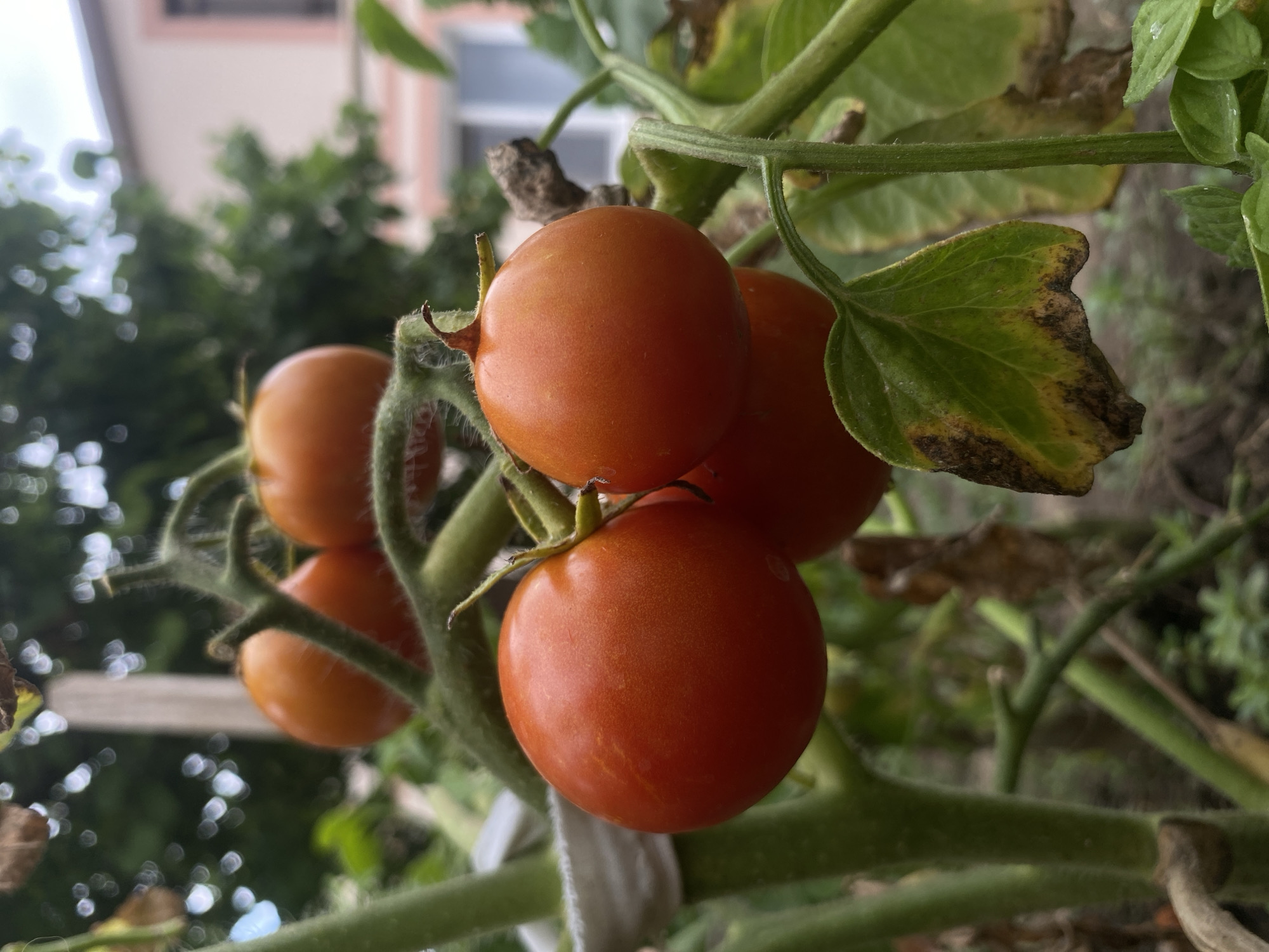 A close-up, eye-level shot captures a cluster of ripe cherry tomatoes growing on a vine in a garden. The tomatoes are a vibrant red-orange color, with some showing slight variations in ripeness and a few with small brown spots, indicative of natural maturation. The vine is green and fuzzy, with several leaves attached; some leaves appear healthy and green, while others exhibit signs of yellowing and browning, suggesting potential disease or nutrient deficiency. The background is blurred, showing hints of green foliage, a building with a pinkish exterior and windows, and a cloudy sky. The scene is set outdoors in what appears to be a residential area, possibly in Межводненское сельское поселение, Ukraine, given the context. The focus is entirely on the tomatoes and their immediate surroundings on the vine.
