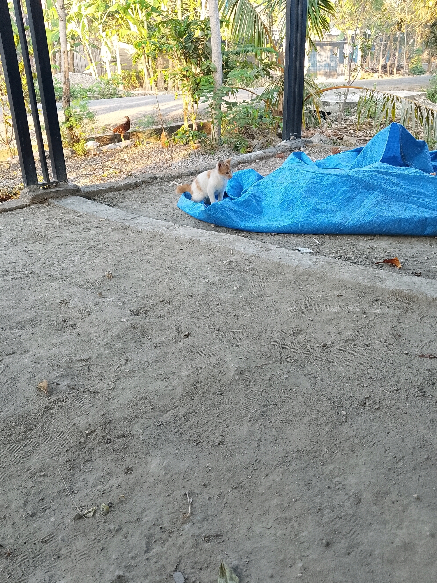 A domestic cat with white and orange fur is sitting on a crumpled blue tarp in Wadang, Indonesia. The cat is facing to the left of the frame, looking slightly upwards. Behind the cat, a brown and black chicken is visible in the background, walking on a dirt path. The environment appears to be outdoors, with trees and foliage surrounding the area. The ground is covered in dirt and some debris. The scene is captured in daylight.