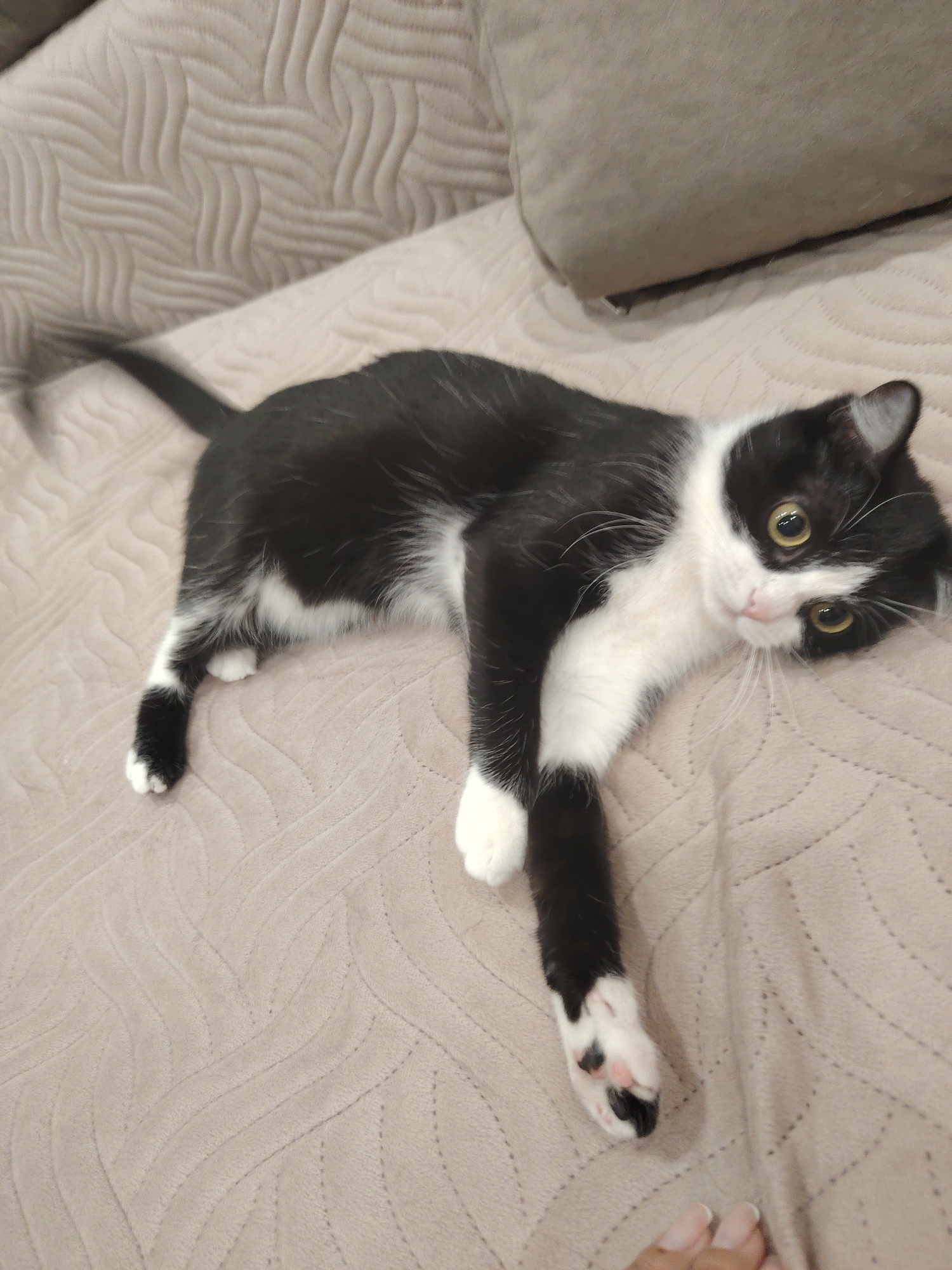 A medium shot of a tuxedo cat on a beige couch. The cat is lying on its side, with its front legs extended towards the lower right corner of the frame. It has white paws and a black tail that is slightly blurred, suggesting movement. The cat's head is turned towards the camera, and its eyes are open. A beige pillow is visible in the upper right corner of the frame. The background is a patterned beige fabric that appears to be part of the couch. The scene is in the city of Unknown, Unknown.