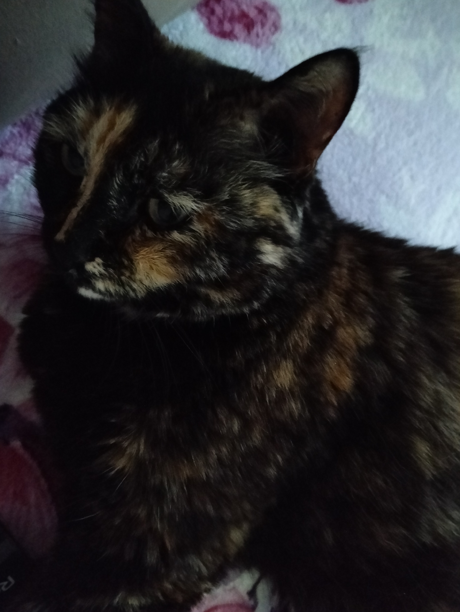 A close-up shot shows a tortoiseshell cat resting on a patterned blanket. The cat's fur is a mix of black, brown, and orange, with distinct patches of lighter colors around its face. The cat's green eyes are visible, looking slightly off to the side. The background is out of focus, but appears to be a soft blanket with pink and white floral patterns. The lighting is dim, giving the image a cozy atmosphere. The cat's whiskers are long and prominent.