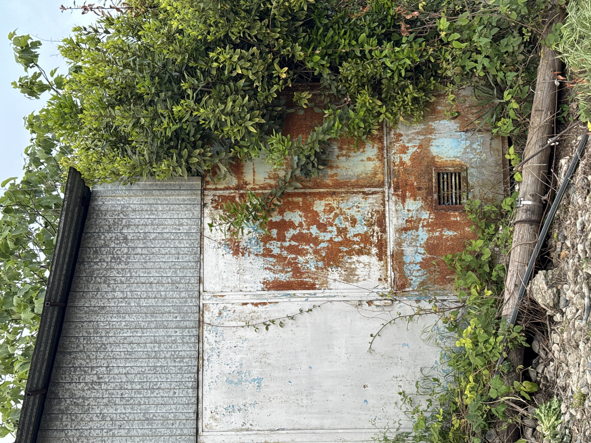 An aged, dilapidated structure, likely a building or shed, is heavily overgrown with vegetation. The building's exterior shows significant rust and paint peeling, revealing possible layers of blue and white paint underneath. One section of the building features corrugated metal siding, while the rest consists of flat panels with a small barred window. Green foliage covers the top and sides of the structure, and a wooden pole with some wiring runs alongside the right side. The ground near the pole appears rocky. Based on the visual characteristics, especially the foliage and architectural style, it is possible that the location is in a subtropical region, so it may be from somewhere like Sochi, Russia.