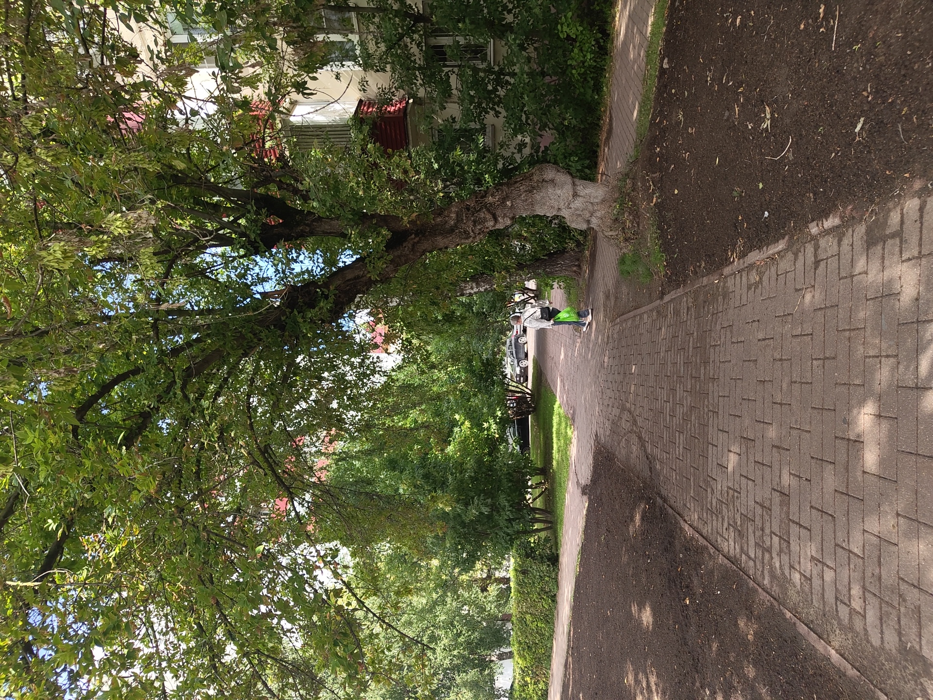 A paved walkway lined with trees and a building is depicted in Ramenskoye, Russia. A single individual, seen from the back, walks away from the camera on the walkway. This person is wearing a light-colored hoodie and carrying a bright green bag. Adjacent to the walkway is a patch of dark soil, possibly a garden bed, and further on, a green lawn. The building, a multi-story structure, is partially obscured by lush green foliage from the trees. The sky is visible through the dense leaves, suggesting a clear day.