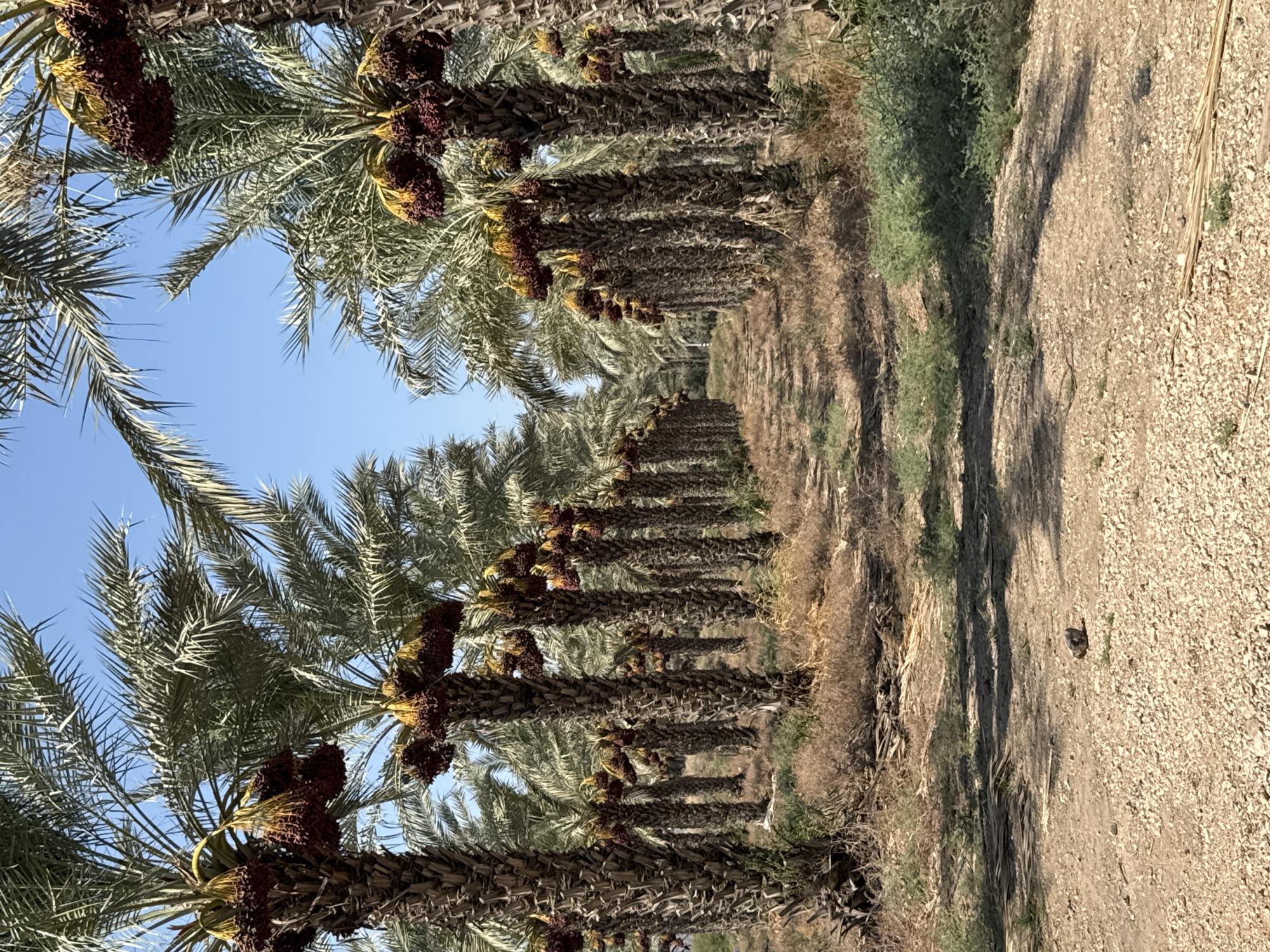 A dirt path lined with date palm trees stretches into the distance under a clear blue sky. The trees are laden with clusters of dark dates. The ground on either side of the path is covered in dry, straw-like vegetation and scattered gravel. The scene is indicative of a date plantation.