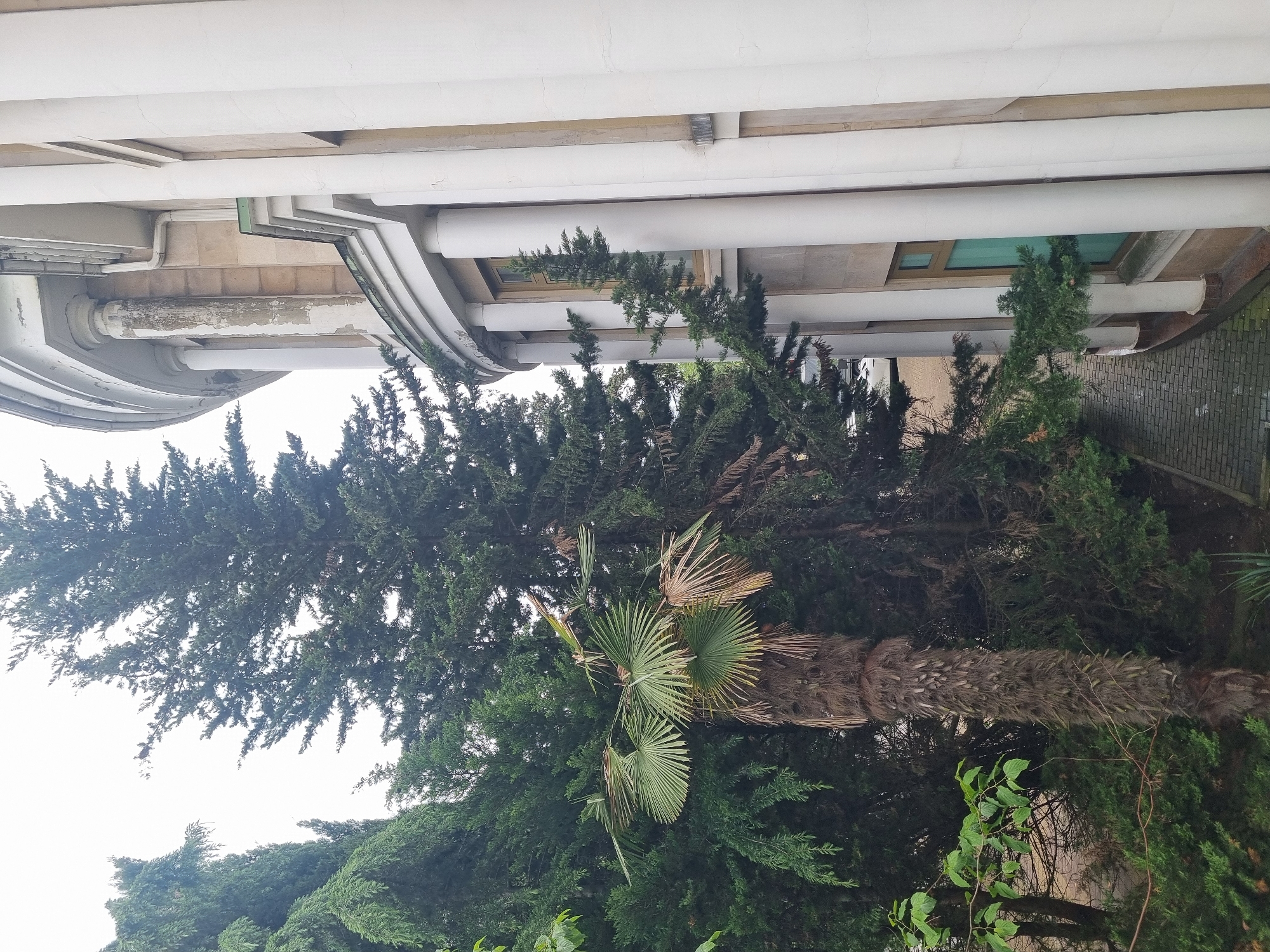 The image shows a street scene in Sochi, Russia. A tall conifer tree dominates the view, with a palm tree partially visible in front of it. The trees are situated near a building with a light-colored facade and architectural details, including rounded features and horizontal pipes. A small section of a brick pathway or wall is visible on the right side of the frame. The sky is overcast and light.
