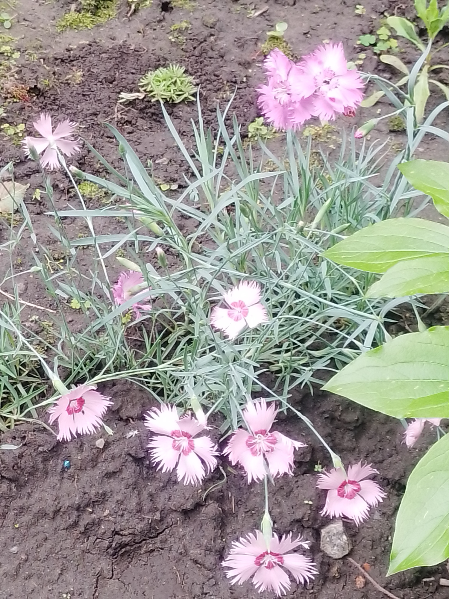 A close-up, high-angle shot captures a patch of light pink dianthus flowers growing in dark, loamy soil. The flowers, characterized by their fringed petals and dark pink centers, are dispersed throughout the frame. Some blooms are fully open, while others are in bud. The foliage of the dianthus is a pale green, forming a dense cluster around the flowers. In the upper right corner, large, pale green leaves of another plant are visible, along with glimpses of moss and small green shoots emerging from the soil. The scene is consistent with a garden bed in Myrhorod, Ukraine. No people or animals are present.