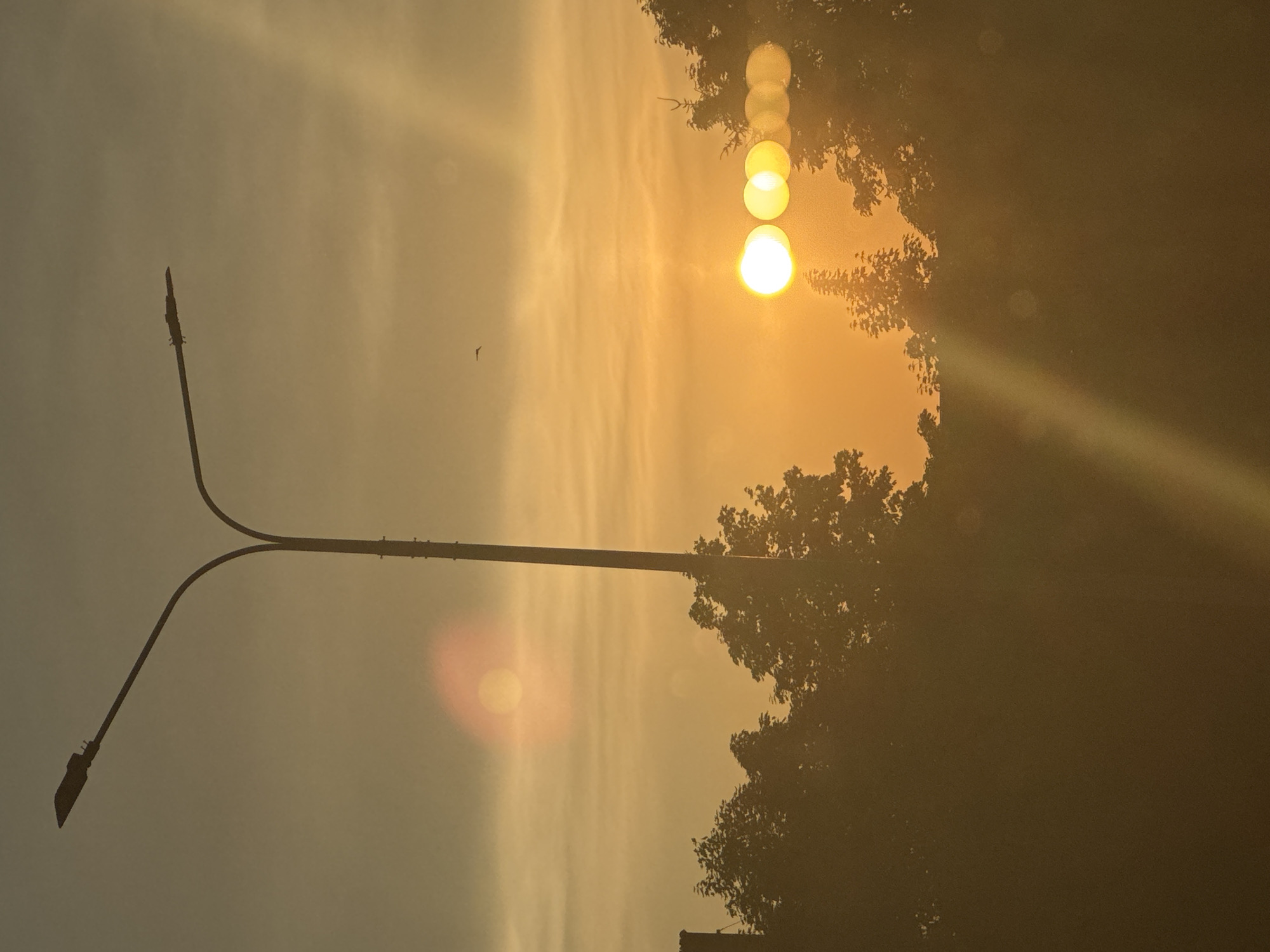 The image captures a sunset with the sun appearing as a bright orb near the horizon, surrounded by lens flare artifacts. Silhouetted against the warm, orange and yellow sky are the tops of trees and a street lamp. The street lamp has a distinctive curved arm with two lights at the end. A small bird is visible in flight high in the sky. The overall scene is bathed in the golden light of the setting sun, creating a hazy and atmospheric effect. The setting appears to be an urban or semi-urban environment, with the presence of the street lamp and buildings suggested by the silhouetted structures in the lower left corner, likely in Opochka, Russia.