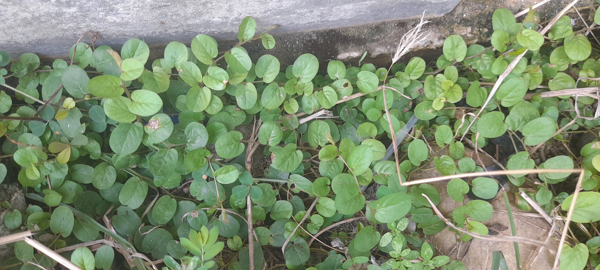 The image shows a patch of ground covered with a creeping plant, likely a weed. The leaves are small, round, and green. Mixed among the leaves are a few dry, brown stems. In the background, there is a grey concrete surface. The specific location is Buketteukuh, Indonesia.