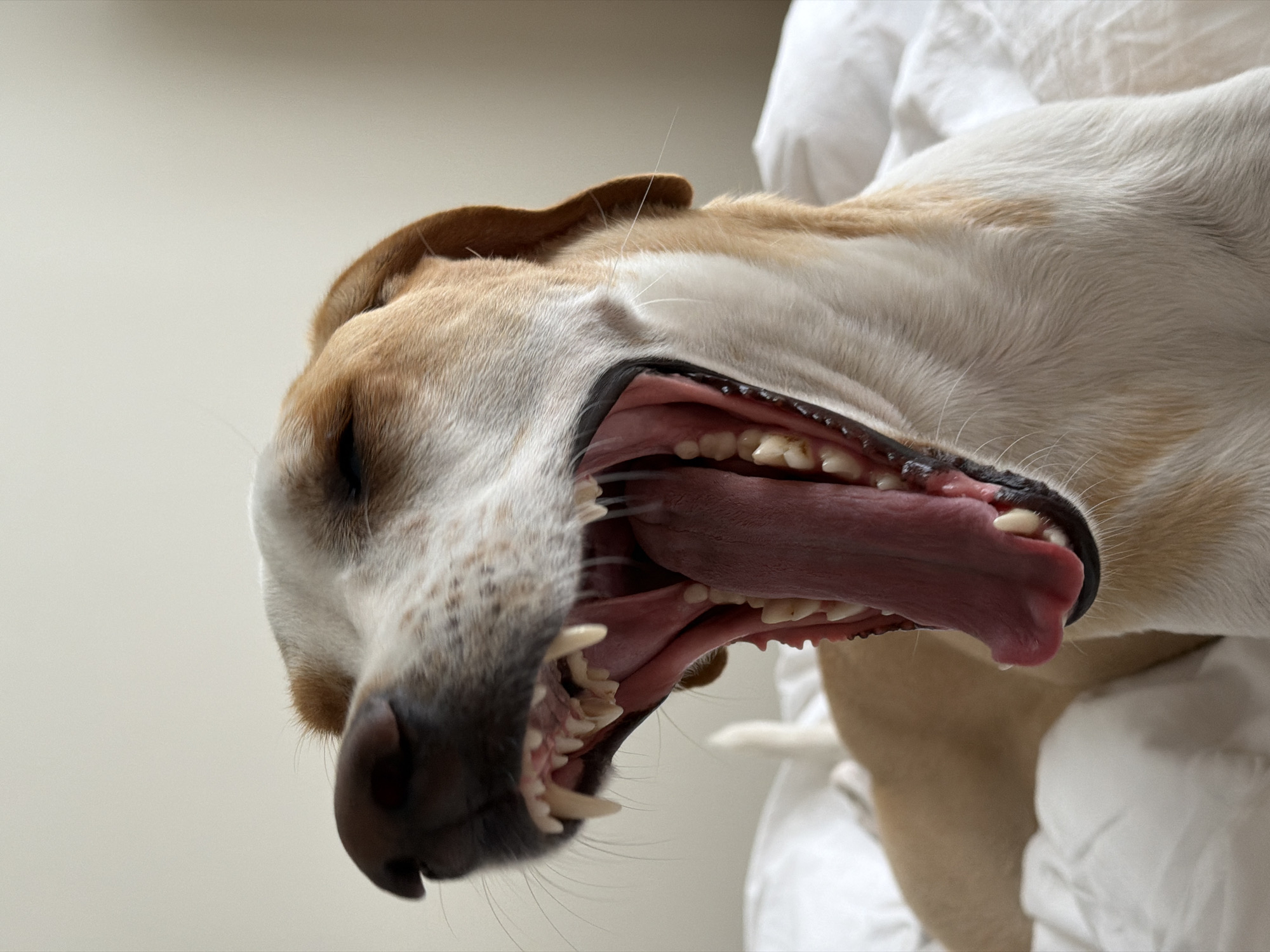 A close-up, extreme angle shot captures a dog with its mouth wide open, revealing its tongue and teeth. The dog's head, predominantly white with tan markings around the ears and muzzle, is positioned against a blurred background of white fabric. The dog's nose is dark, and its eyes are closed. No specific details indicate the city of Budva, Montenegro. There are no people visible in the frame.