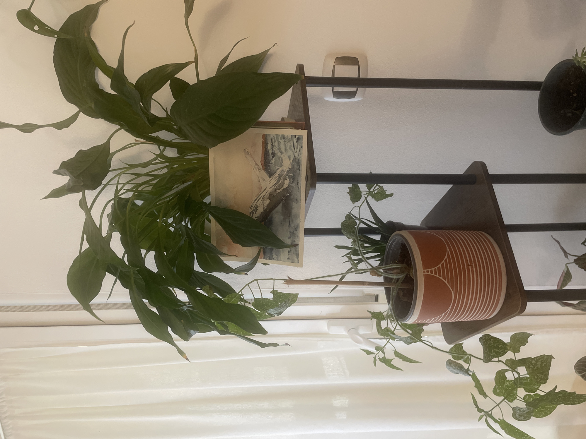 The image shows an indoor scene featuring a multi-tiered plant stand with several potted plants. On the top shelf, a large plant with dark green leaves is displayed in a rectangular planter. In front of this plant is a small, framed artwork depicting a piece of driftwood on water. Below this, on a lower shelf, sits a terracotta pot with a white striped pattern containing a trailing plant with spotted leaves. To the right of this, another plant is visible in a dark pot. The plant stand itself is made of dark metal. In the background, a sheer white curtain hangs next to a window, and a white wall with a light switch is visible. The overall setting appears to be a domestic interior. There is no information within the image to suggest a location in Atarfe, Spain.