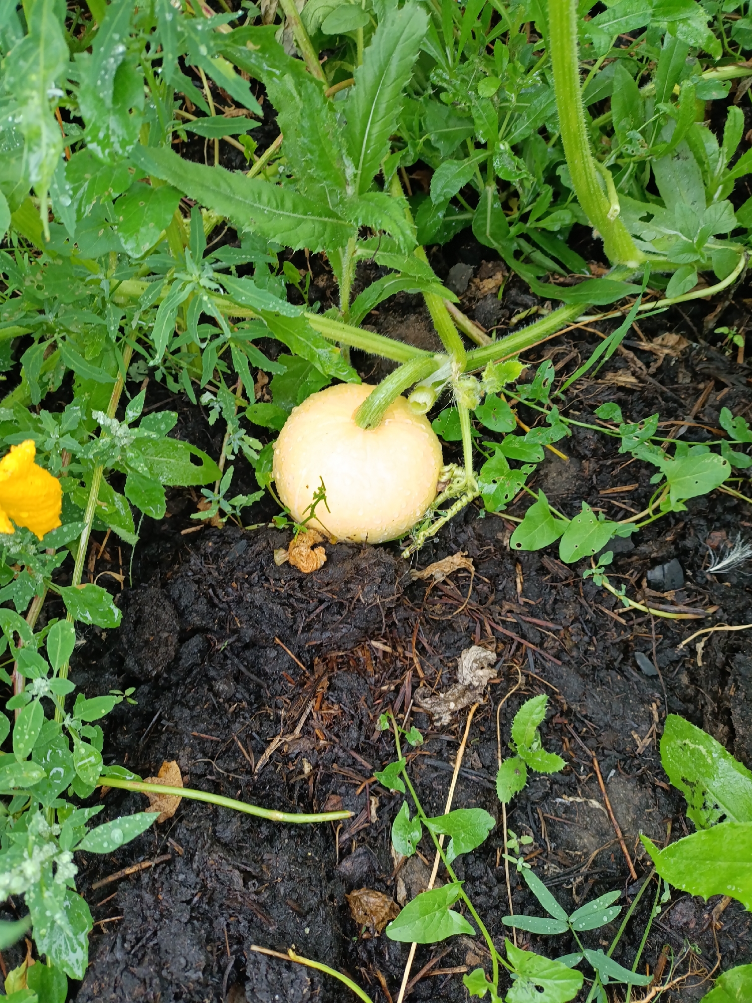 This is an eye-level, medium shot of a small, pale yellow pumpkin growing on a vine amidst lush green foliage and dark soil. The scene appears to be a garden in Yasnaya Polyana, Russia, indicated by the presence of what looks like a traditional dacha garden environment. Water droplets are visible on the leaves and the pumpkin, suggesting recent rain or watering. A bright yellow flower is in the lower left corner of the frame, and the ground is a mix of dark soil, scattered dry leaves, and some twigs. The focus is on the young pumpkin and its surrounding plant life. No people or animals are present in the image.