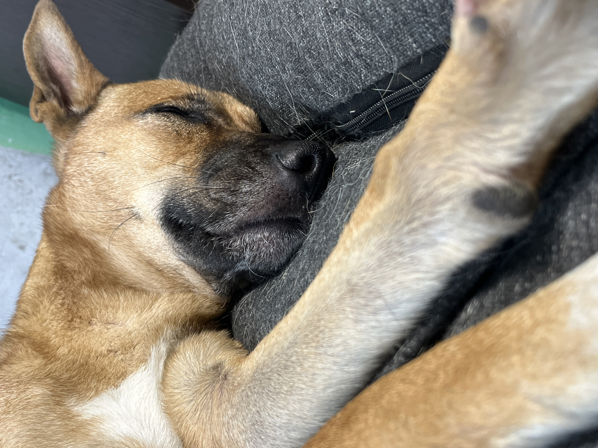 The image shows a close-up, overhead view of a tan dog sleeping on a dark gray, textured fabric surface, likely a blanket or cushion. The dog's head is on the right, with its eyes closed and ears perked slightly. Its fur is a mix of tan and darker brown markings around its muzzle. A portion of its front leg is visible, extending across the frame from the left. The fabric beneath the dog appears to have a zipper running through it. The background is out of focus but suggests an indoor environment with a light-colored wall and a hint of green. There is no indication of the city of Nizhny Tagil, Russia, in the image.