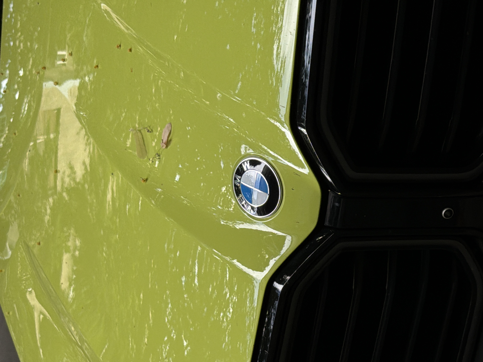 The image displays a close-up, high-angle view of a bright green BMW car hood and grille. The hood is shiny and reflects light, with a few small brown specks, possibly leaves or debris, scattered on its surface. The BMW logo, a circular emblem with blue and white quadrants, is visible on the hood, slightly off-center to the right. Below the hood is a black grille with horizontal slats. The scene appears to be outdoors, with soft lighting suggesting it might be overcast or shaded. There are no people or actions depicted in the image. The location is stated to be in Belgrade, Serbia, though this information cannot be visually confirmed from the image content.