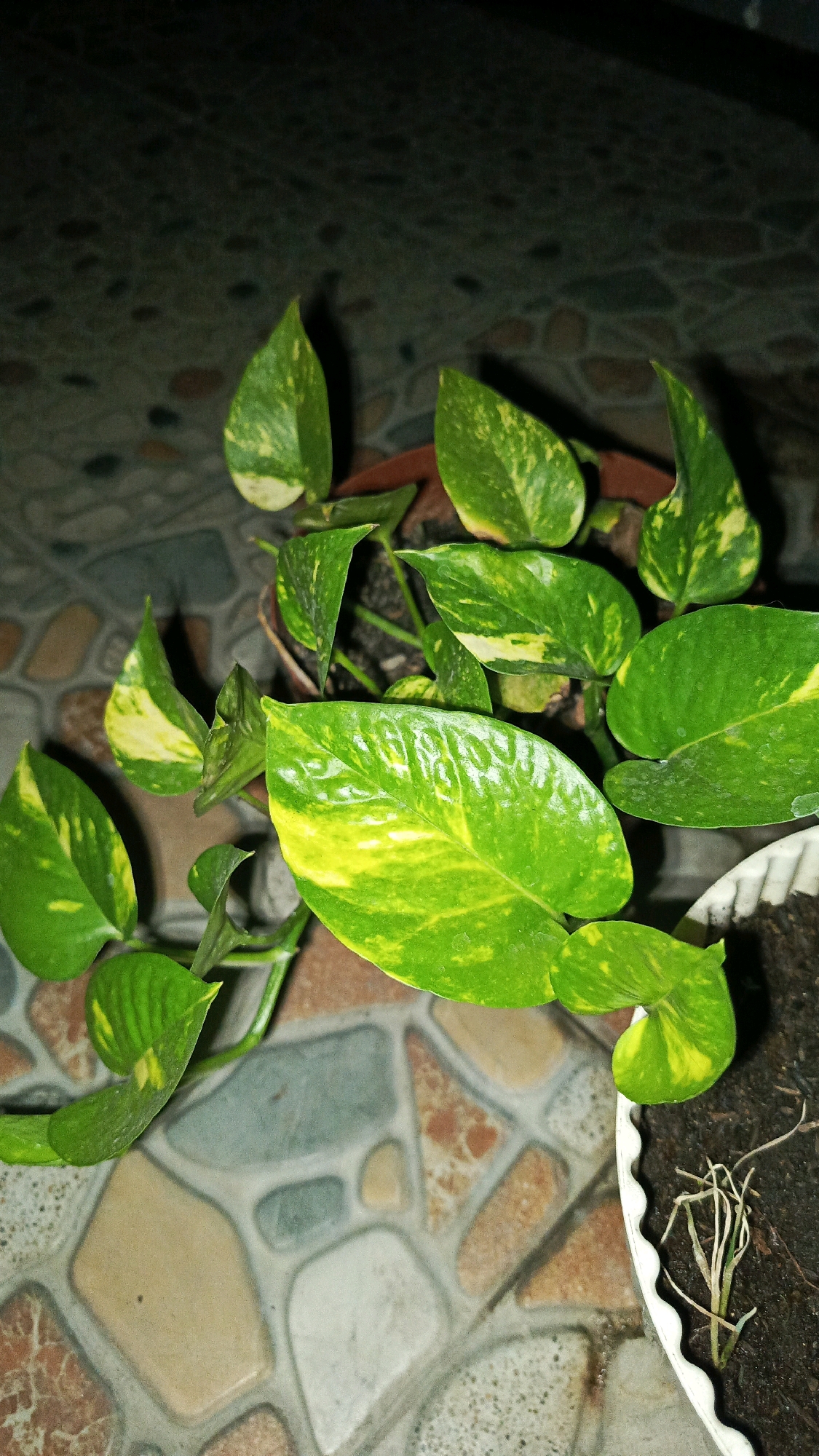 A potted Golden Pothos plant, also known as Epipremnum aureum, is depicted in close-up, with its variegated green and yellow leaves filling most of the frame. The plant is situated indoors, on a patterned tiled floor that appears to be in a residence in Babadan, Indonesia. The lighting suggests it may be evening or in a dimly lit room, casting some shadows. The plant is healthy and vibrant, with some leaves showing a glossy sheen. In the lower right corner, a portion of another white pot containing soil and a few dry, thin roots is visible. The overall impression is one of indoor greenery and domestic setting.