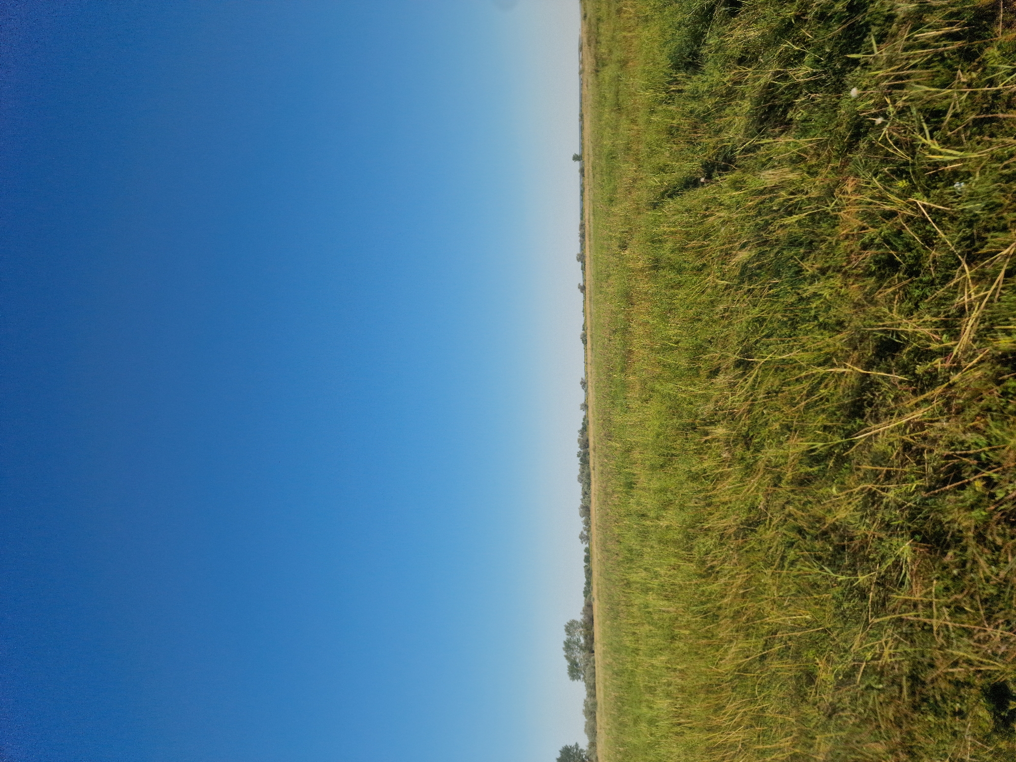 The image depicts a wide, open field of tall, dry grass under a clear, bright blue sky. The grass is predominantly a golden-green hue, with some areas appearing more yellowed or brown, suggesting it is either late summer or early autumn. In the distance, a line of trees and bushes forms a low horizon, separating the field from the sky. The terrain appears flat and rural. There are no people or animals visible in the frame. The scene is serene and natural, with no man-made structures or activity evident. The overall impression is one of a vast, undeveloped landscape.