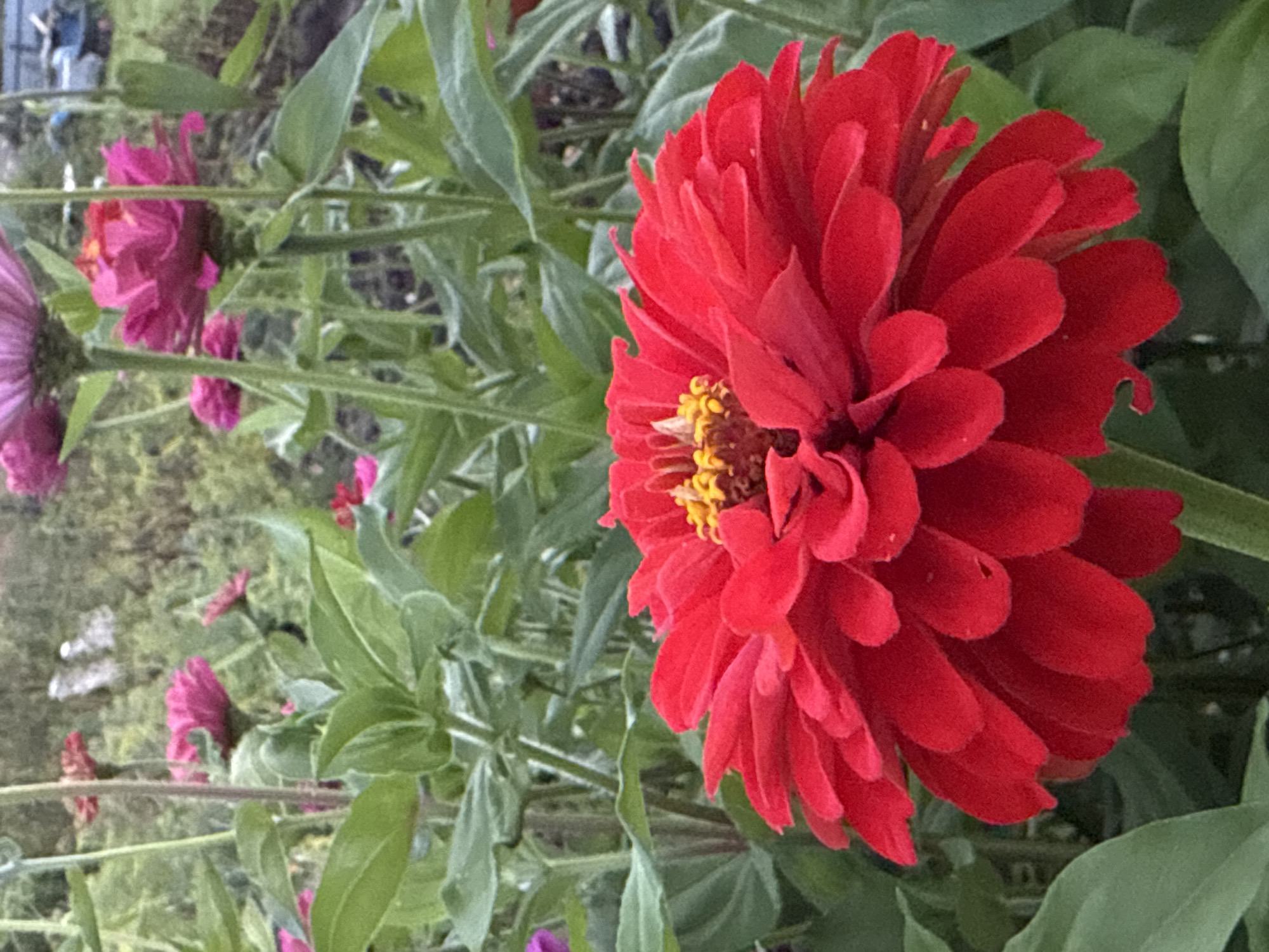 A close-up, eye-level, medium shot captures a vibrant red zinnia in bloom, its petals forming a ruffled, layered pattern. The center of the flower features a cluster of yellow stamen. The zinnia is surrounded by lush green foliage and other zinnias in various shades of pink and purple, blurred in the background. The setting appears to be a garden in Sosnovskoye, Russia, with hints of an outdoor environment visible in the distance.