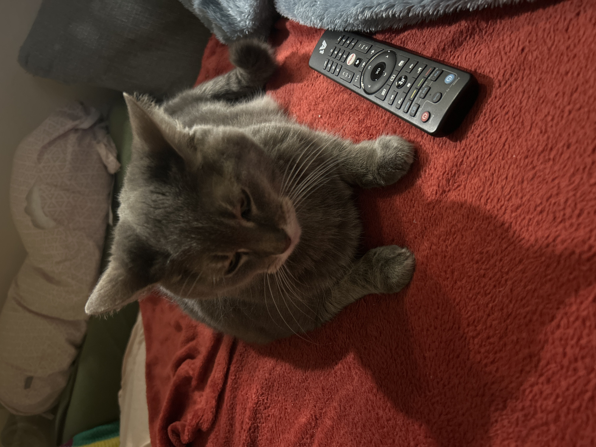 A gray cat is lying on a red blanket next to a black television remote. The cat is positioned on a bed or couch, with other blankets and pillows visible. There is no information in the image to indicate the location in the city of Sofia, Bulgaria.