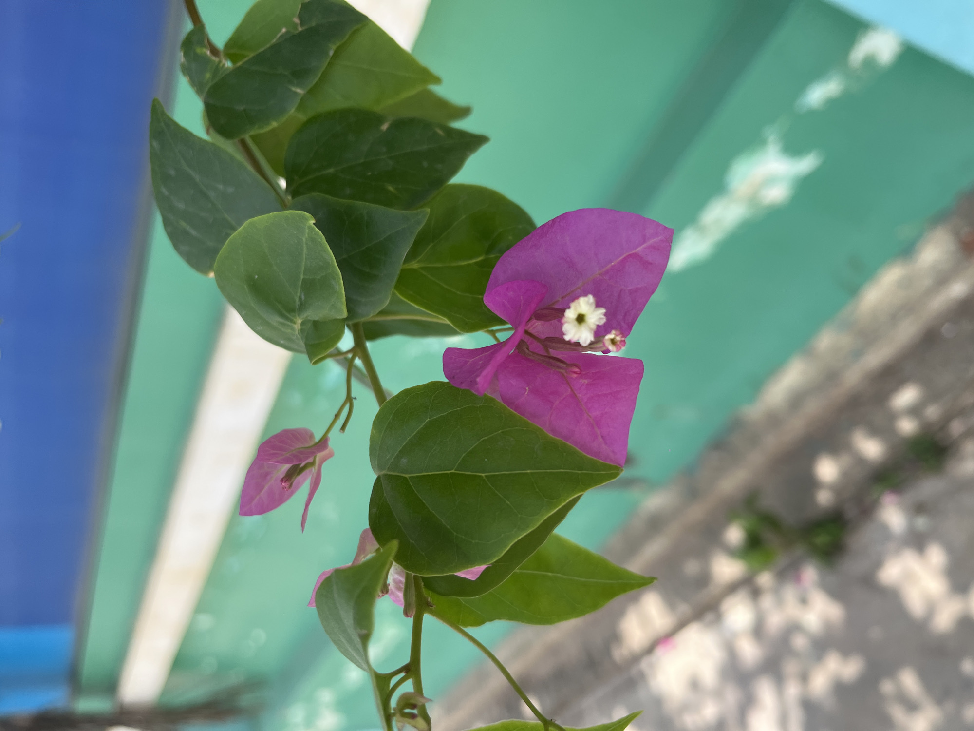 A close-up shot shows a vibrant bougainvillea branch with green leaves and purple bracts containing small white flowers. The branch is situated against a blurred background consisting of what appears to be painted steps or a wall in blue, green, and white. The lower right of the image also contains an out-of-focus concrete or tiled surface. The location is Thuận An, Vietnam.