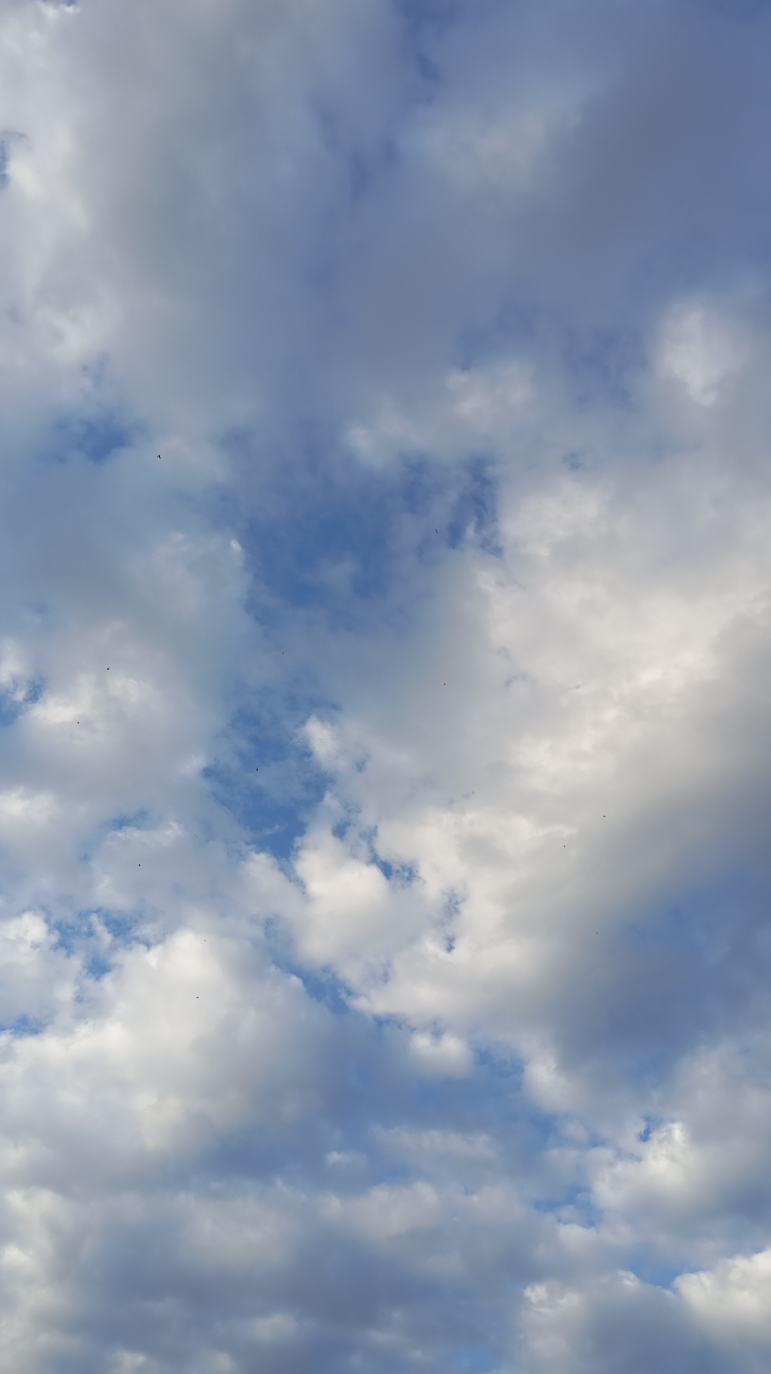 The image captures a dramatic sky filled with a mixture of white and grey clouds, with patches of blue sky visible between them. The clouds appear to be in motion, suggesting a dynamic weather pattern. Scattered throughout the sky are numerous small, dark specks that appear to be birds in flight, adding a sense of scale and life to the vast expanse.
The lighting suggests it could be late afternoon or early evening, given the interplay of light and shadow on the clouds. The overall mood is one of natural grandeur and perhaps a touch of wildness, due to the dynamic sky and the presence of the birds. There are no discernible location cues that specifically point to Baksan, Russia, other than the provided context. No text is visible in the image.