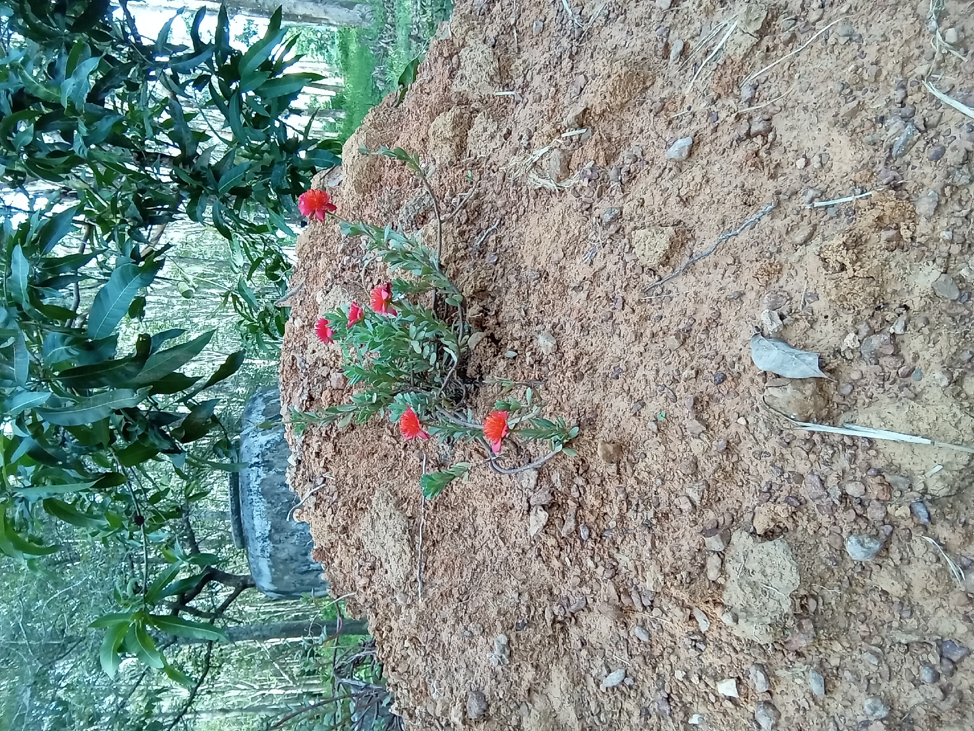 This image captures a rural outdoor scene in Ko Siboya, Thailand. The foreground is dominated by a substantial mound of reddish-brown, loose soil mixed with numerous small to medium-sized rocks and aggregate. Approximately two-thirds up the slope of this soil mound, a cluster of 5-7 vibrant red flowers, consistent with Portulaca (moss rose) or a similar succulent, grows directly from the earth. These flowers feature bright red petals and small, fleshy green leaves.
Behind the soil mound, a large, weathered, greyish-blue cylindrical jar or urn, possibly made of concrete or heavy ceramic, is partially visible. It shows signs of discoloration and patination from environmental exposure. Above and behind the jar, the dense, dark green foliage of a broadleaf tree, identifiable as a mango tree (Mangifera indica), fills the mid-background. Further in the background, a plantation of numerous slender, pale-barked trees, characteristic of rubber trees (Hevea brasiliensis), creates a lighter green, uniform backdrop. The scene is illuminated by ambient natural daylight. No human figures or animals are present.