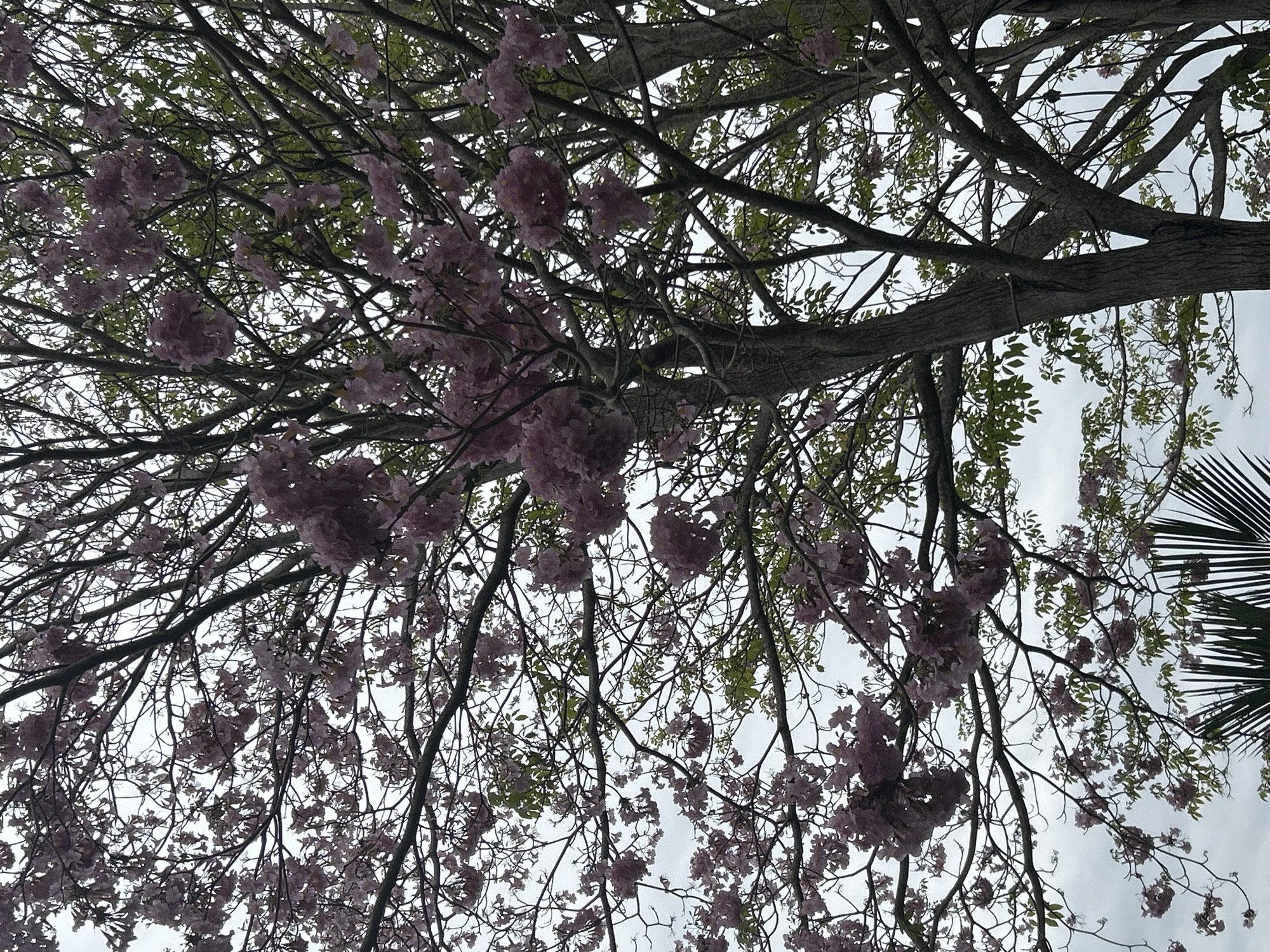 This is a medium-shot, eye-level, vertical, outdoor photograph taken in Tanubada, Papua New Guinea. The image is focused on a flowering tree with clusters of light purple blossoms against a cloudy sky. The tree has dark, textured bark and numerous branches that extend across the frame. Some green leaves are visible amongst the flowers. In the foreground, the top fronds of a palm tree are partially visible. The overall scene is natural and serene, with no people or human activity depicted.