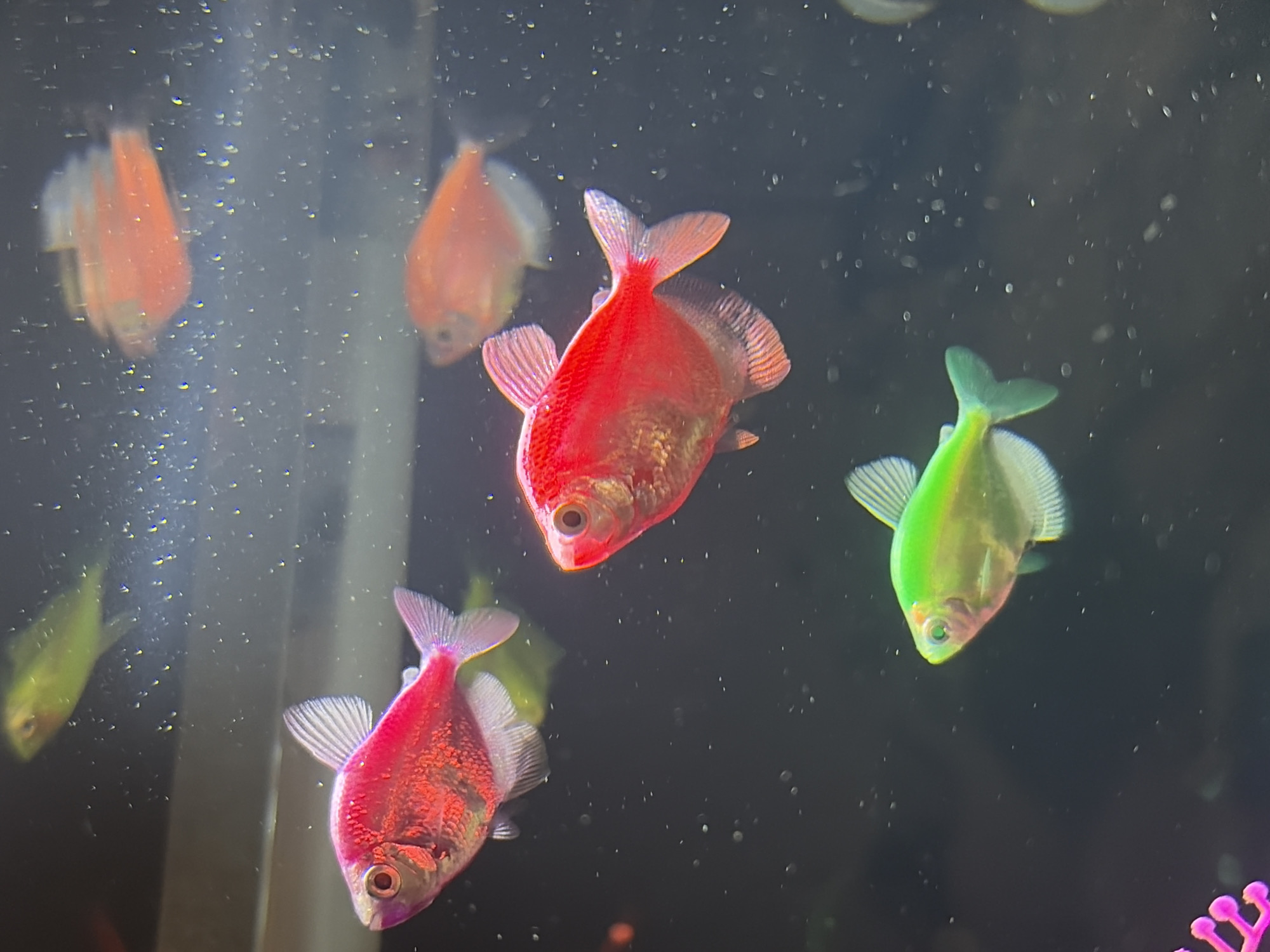 The image depicts a close-up view of an aquarium containing several GloFish. These are genetically modified fish displaying bright, fluorescent colors. The fish exhibit a variety of colors, including red, pink, and green. The water appears slightly cloudy with visible particles. The background is dark, suggesting the tank is located in a dimly lit room. There is no indication this is in Chaikovsky, Russia.