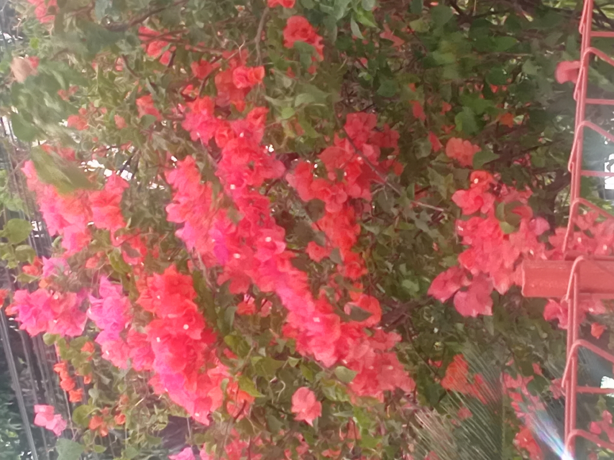 A close-up, medium shot captures a dense cluster of vibrant pink and red bougainvillea flowers and green leaves. The flowers dominate the frame, with some in sharp focus and others slightly blurred, suggesting movement or a shallow depth of field. The background is indistinct, showing hints of dark structures that might be electrical wires or trellises, and a blurry, lighter-colored area that could be the sky or a building. In the foreground, a bright red metal fence with a zig-zag pattern partially obstructs the view, with a vertical red post visible on the right. A subtle rainbow-like glare is visible on the lower left of the frame, suggesting a light source. The scene appears to be outdoors in a botanical or garden setting. The location is identified as Besito, Indonesia.