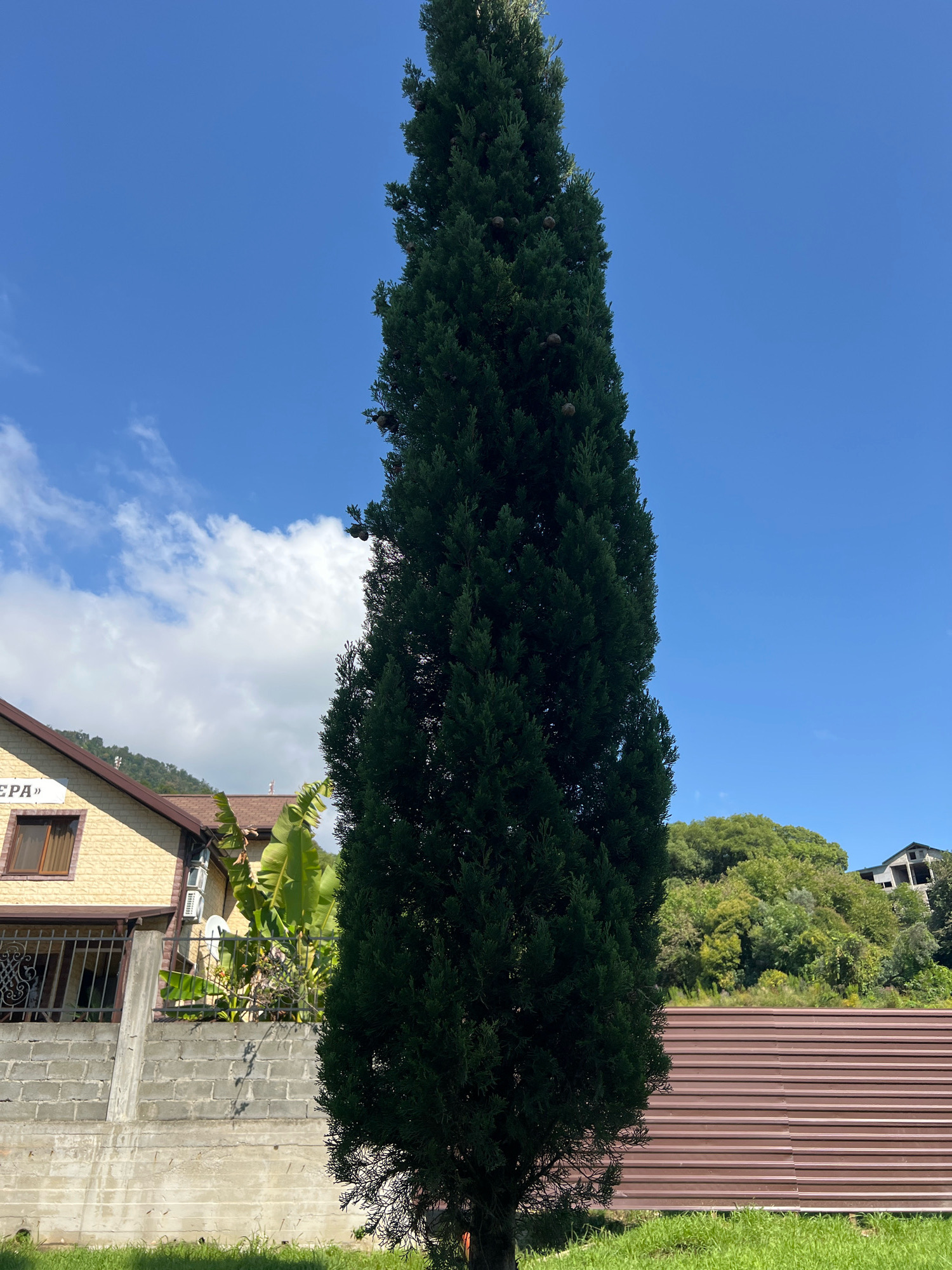 A tall, dark green coniferous tree dominates the center of the frame, its branches reaching upwards towards a bright blue sky with scattered white clouds. To the left of the tree, a light yellow house with a brown roof is partially visible, featuring a window and a sign with Cyrillic lettering. In front of the house, a grey concrete wall separates it from the foreground. Behind the tree and house, a lush green hillside is covered in dense foliage, with a brown corrugated metal fence running horizontally across the lower portion of the hillside. The ground in the foreground is covered in green grass. This scene is located in the city of New Athos, Abkhazia.