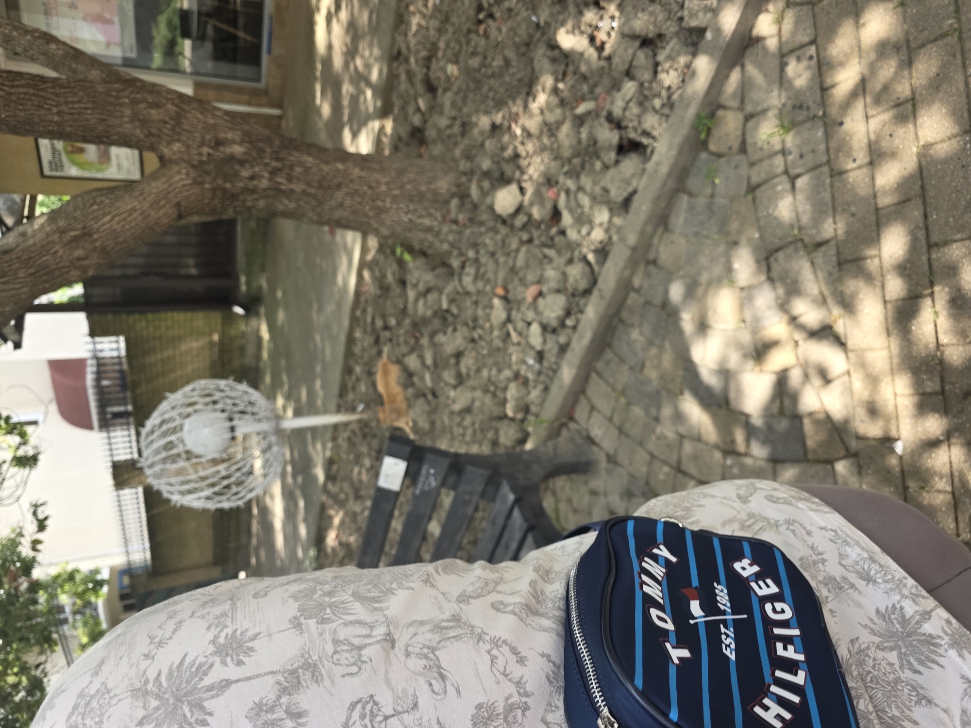 A person wearing a shirt with a tropical print and a Tommy Hilfiger fanny pack stands near a tree on a paved walkway in Sochi, Russia. The fanny pack is dark blue with red and white stripes and the Tommy Hilfiger logo. Behind the person, a black park bench is visible, and a ginger cat is lying on the ground near the bench. A decorative spherical light fixture stands to the left of the bench. The ground is covered with soil, rocks, and some vegetation. In the background, buildings and a fence can be seen. The scene appears to be outdoors, possibly in a park or public area, during the daytime.