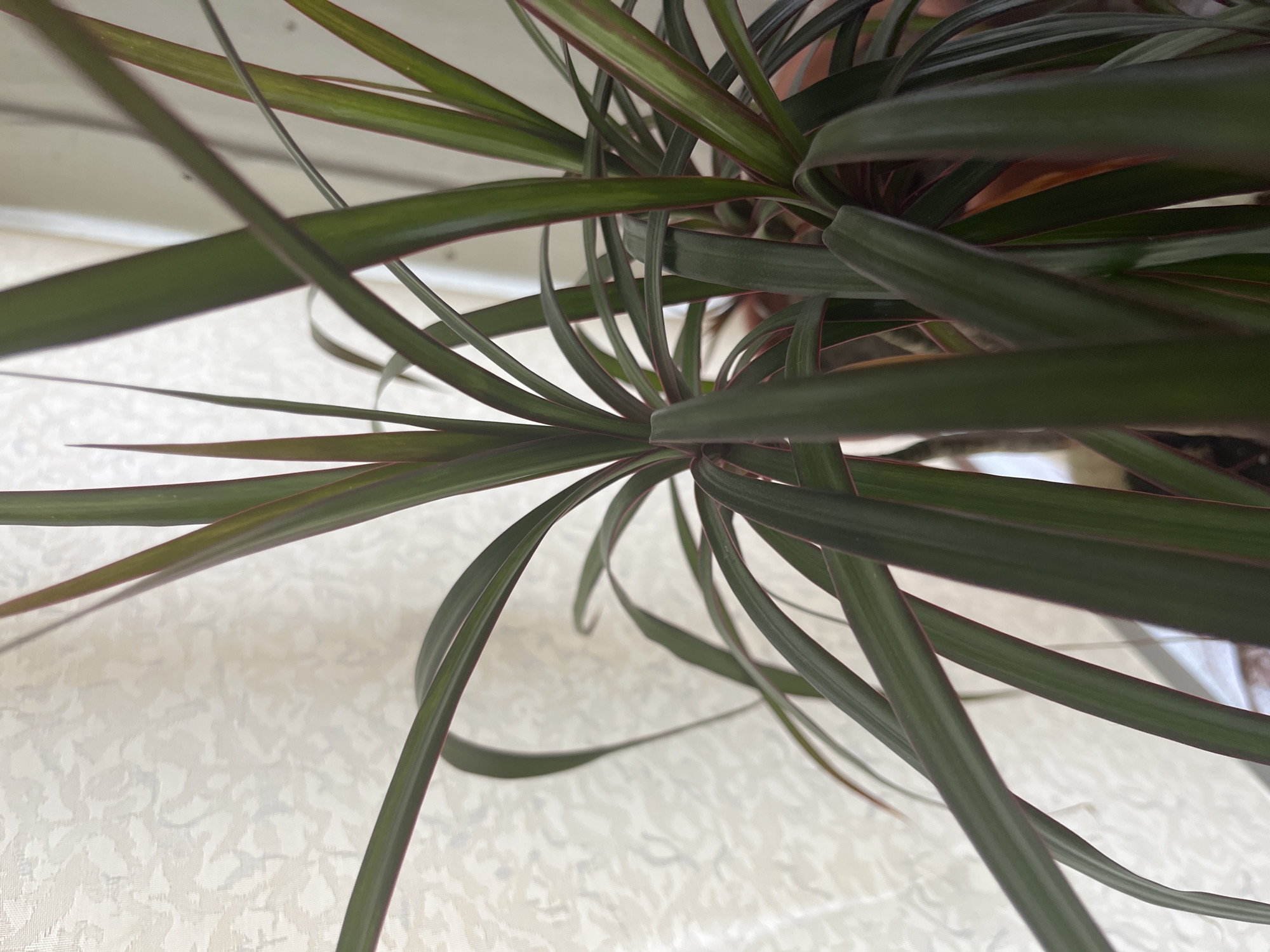 A close-up, low-angle shot focuses on the long, slender, green leaves of a potted Dracaena plant. The leaves have thin, reddish-purple margins and are fanned out, with some pointed upwards and others curving downwards. The background is a white, textured curtain, possibly sheer, with a subtle floral pattern. The lighting appears to be natural and diffuse, coming from the left. The image was captured in the city of Krasnyye Barrikady, Russia. There are no people or actions depicted in the image.