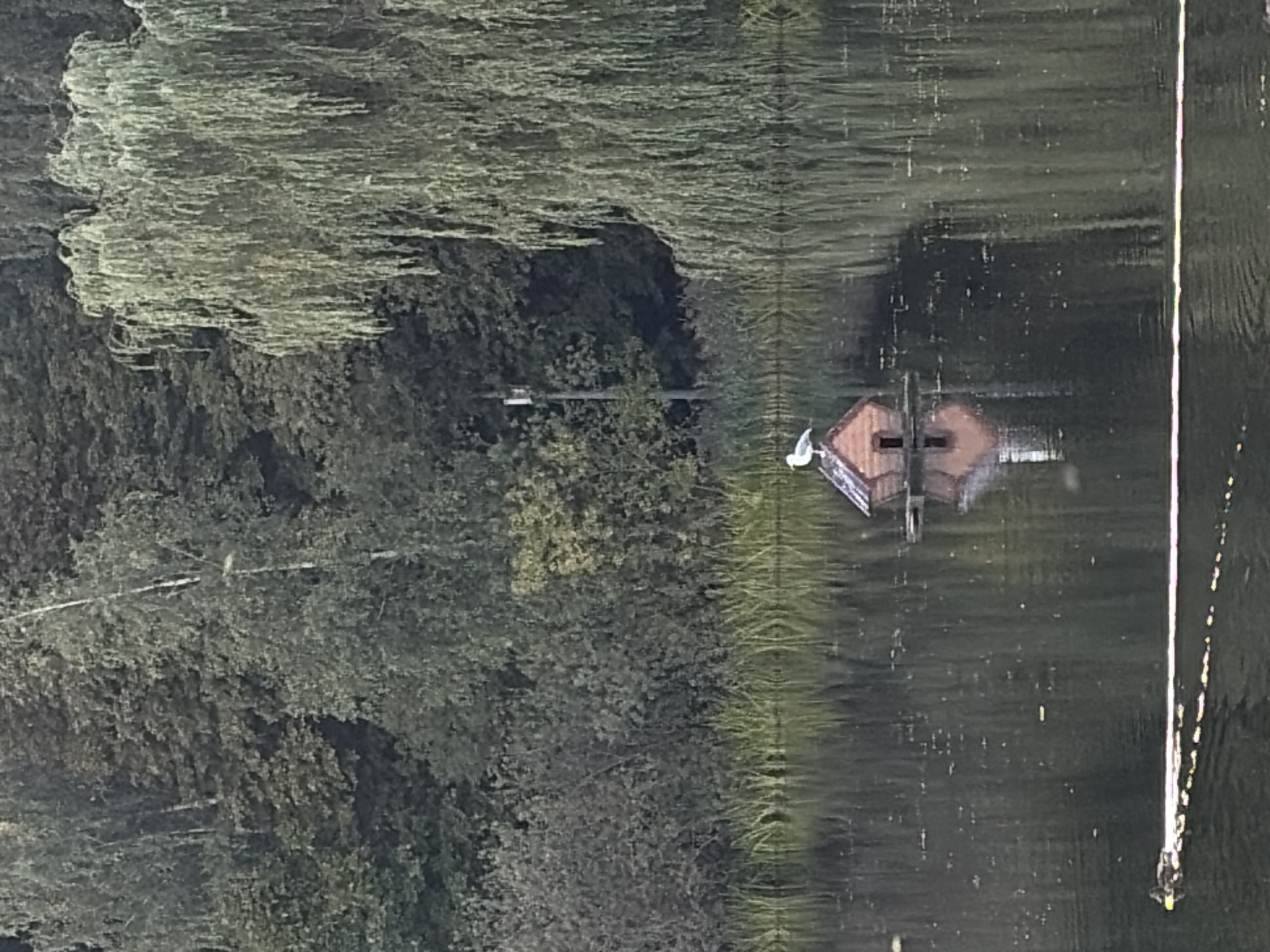A birdhouse floats on a calm body of water, with a single white bird perched on its roof. The birdhouse, made of wooden planks, has a small doorway and a pitched roof. The surrounding environment is lush and green, with dense trees and reeds lining the water's edge. The water reflects the trees and the birdhouse, creating a tranquil and serene atmosphere. The scene appears to be in a natural setting, possibly a park or nature reserve. The presence of the birdhouse suggests it is a protected area for birds.
