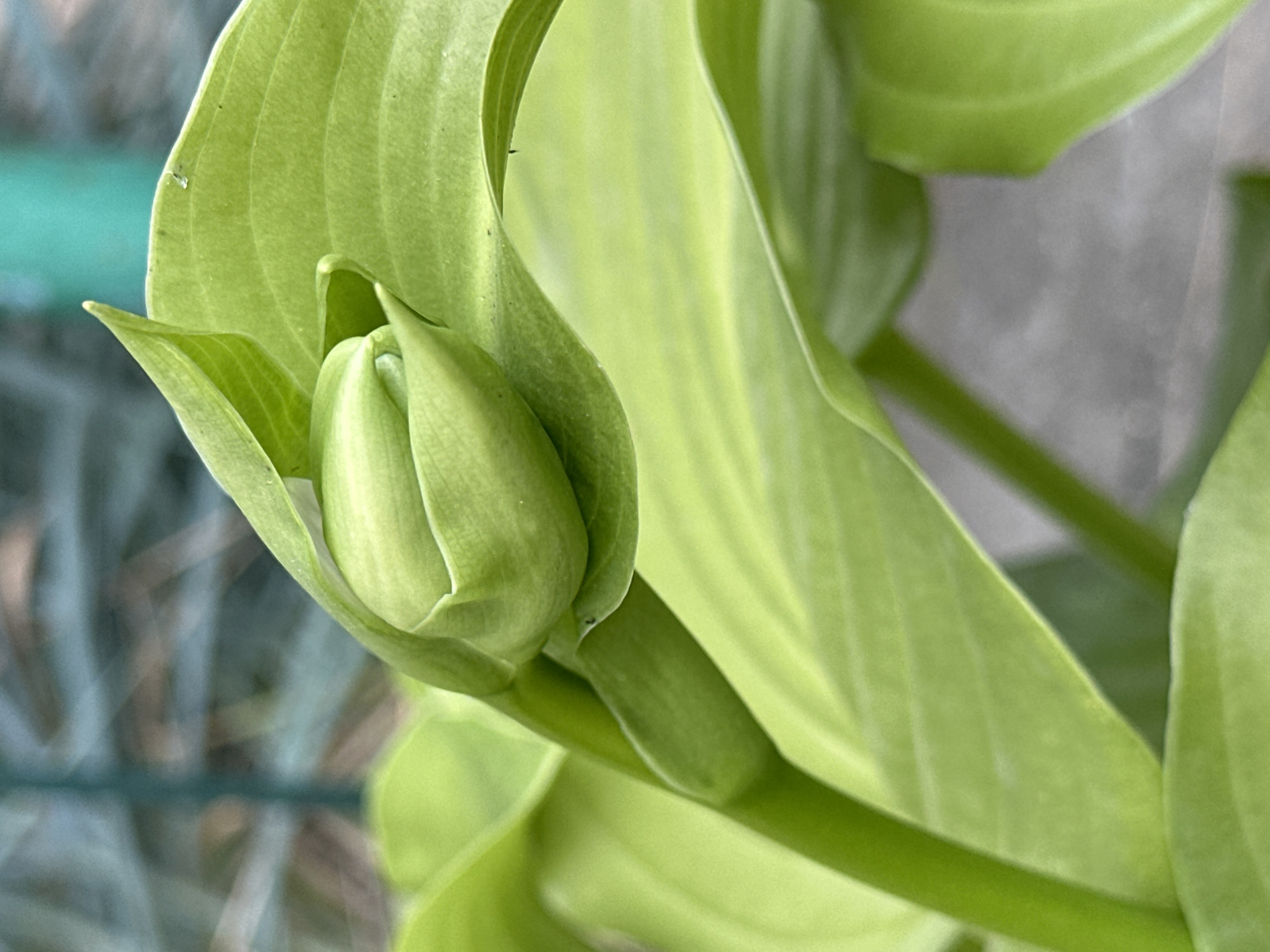 A close-up, eye-level shot shows a pale green hosta bud, tightly furled and pointed upwards, surrounded by lush, vibrant green hosta leaves. The bud is centrally positioned, partially obscured by overlapping foliage. The background is a blurred mosaic of green, grey, and teal, suggesting an outdoor setting with hints of natural and possibly artificial elements like a fence or netting. The lighting is even, casting soft shadows and highlighting the smooth texture of the leaves and bud. This image was captured in Yessentuki, Russia.