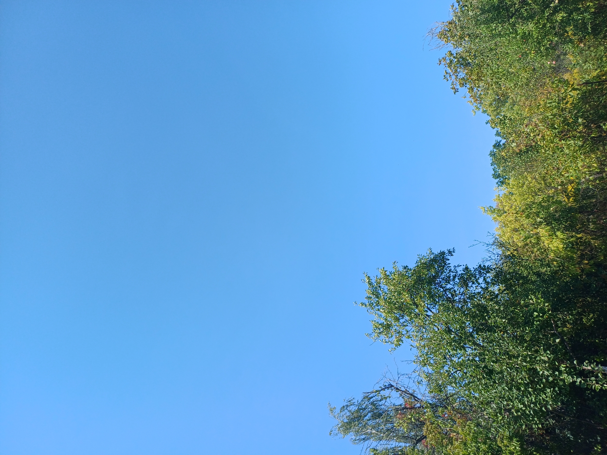 The image depicts a clear, bright blue sky above a dense line of trees. The foliage varies in color from deep green to lighter green and some yellow-green hues, suggesting it might be late summer or early autumn. The trees are a mix of deciduous types, with some branches bare and others covered in leaves. The setting appears to be a natural outdoor environment, possibly a park or the edge of a wooded area within the city of Sulymivka, Ukraine. No people, animals, or man-made structures are visible in the frame. The lighting suggests it is daytime, with the sun high in the sky.