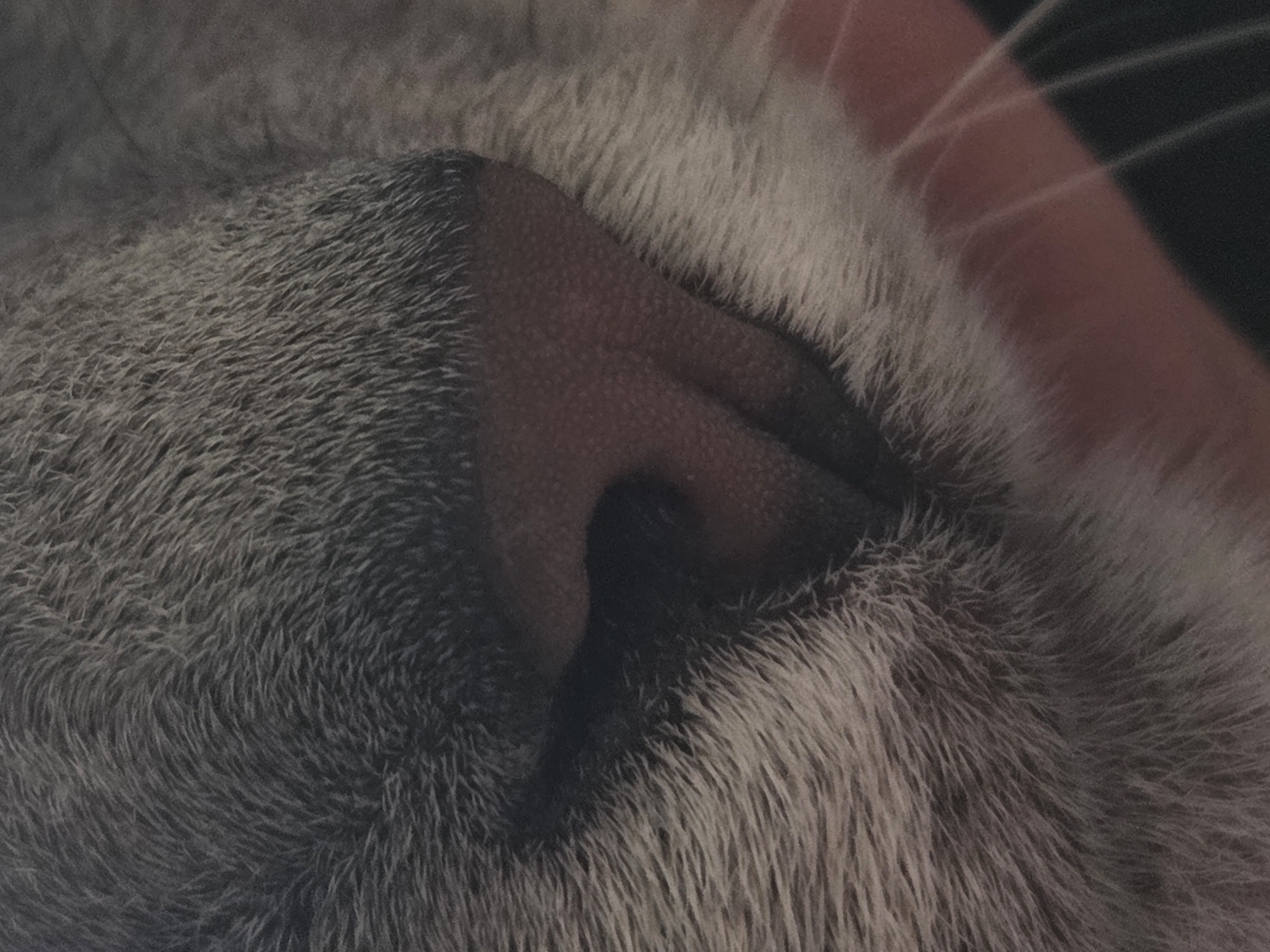 A close-up shot reveals the snout of a gray cat, its pink nose textured with fine bumps. White whiskers extend from the side, contrasting with the fur. The background is dark.
