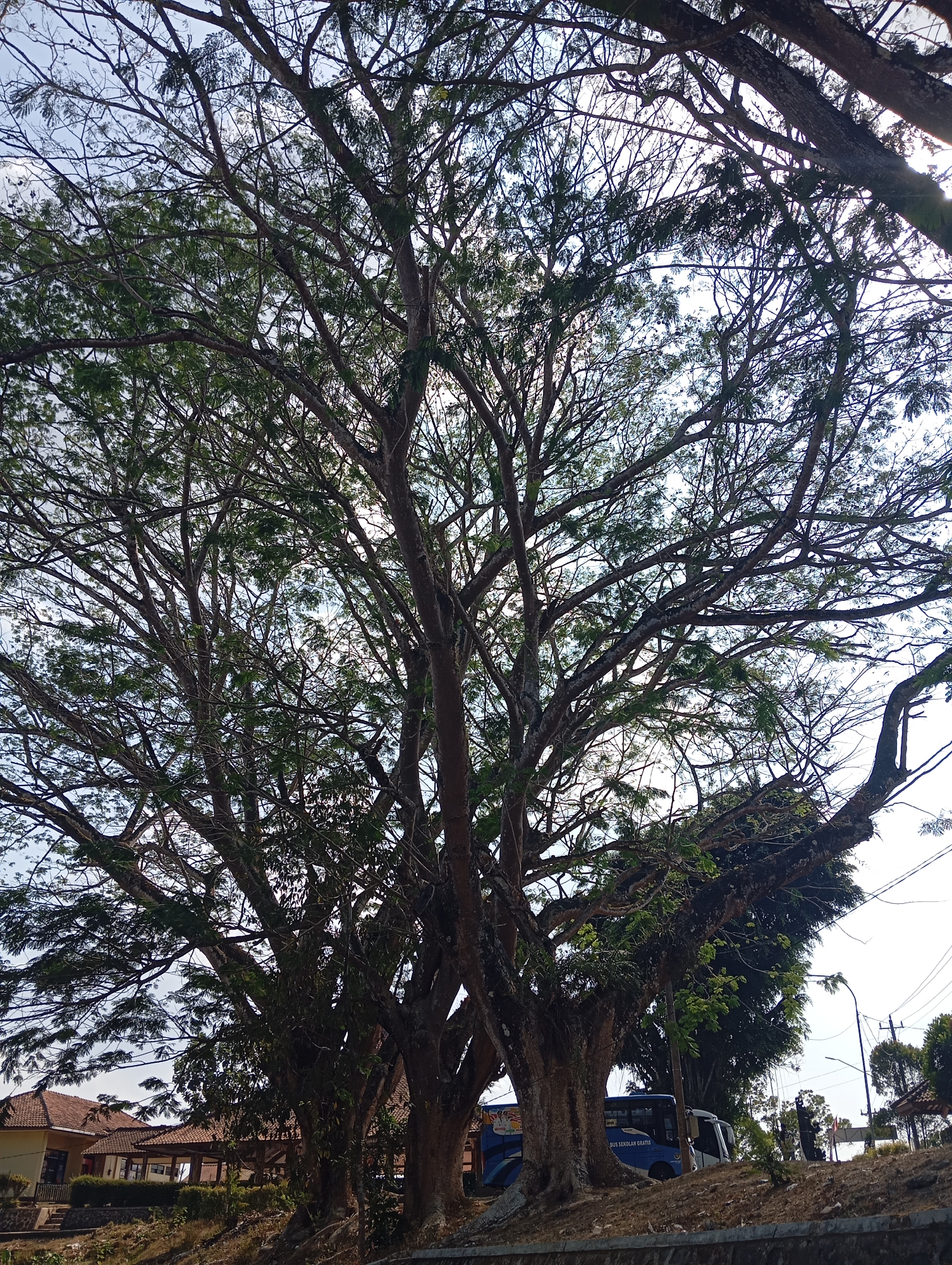 The image depicts a large, mature tree with a dense canopy of leaves and branches, dominating the foreground. The tree's trunk is thick and appears to be composed of multiple fused trunks. The branches spread widely, creating a dappled sunlight effect on the sky peeking through.
In the background, to the left, a building with a tiled roof and yellow walls is visible. It appears to be a low-rise structure, possibly a school or administrative building. A small bus, predominantly blue with white accents, is parked on a dirt road to the right of the building. The bus has text that appears to be in Indonesian. A street light and some other trees are also present in the background.
The overall setting suggests an outdoor environment, likely in a semi-urban or rural area, characterized by natural elements and man-made structures. The scene is captured during daylight, with a bright sky overhead, indicating it is daytime. The presence of the building and the bus suggests this location is accessible by road and inhabited. Given the provided location context, this scene is likely situated in Sokaraja, Indonesia.