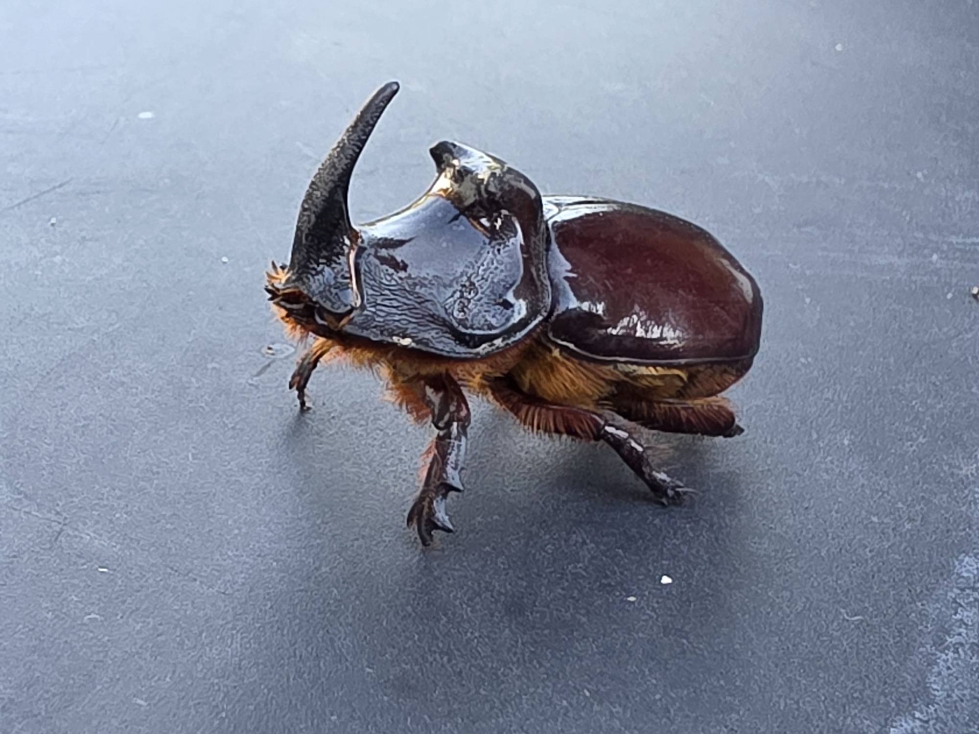 A rhinoceros beetle, characterized by its prominent horn and glossy dark brown exoskeleton, is positioned on a dark, textured surface. The beetle has six legs, visible with sharp claws, and is covered in reddish-brown fur around its head and legs. The surface appears to be outdoors, with subtle variations in color and texture suggesting it could be a paved area or a dark tabletop. The lighting indicates it is daytime. There are no people or other animals present in the image. The location is not specified within the image data.