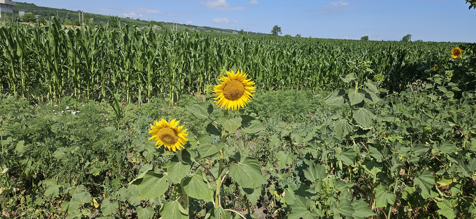 The image depicts a rural landscape in Romănești, Moldova, on a sunny day. In the foreground, two large sunflowers with bright yellow petals and brown centers are in bloom. They stand tall amidst a dense field of green vegetation. Behind the sunflowers, a vast expanse of corn stalks stretches across the frame, reaching towards the horizon. The cornfield is lush and green, indicating a healthy crop. The sky above is a clear blue with a few scattered white clouds. In the distance, rolling hills are visible, dotted with trees. The overall impression is one of agricultural abundance and natural beauty under a summer sky.