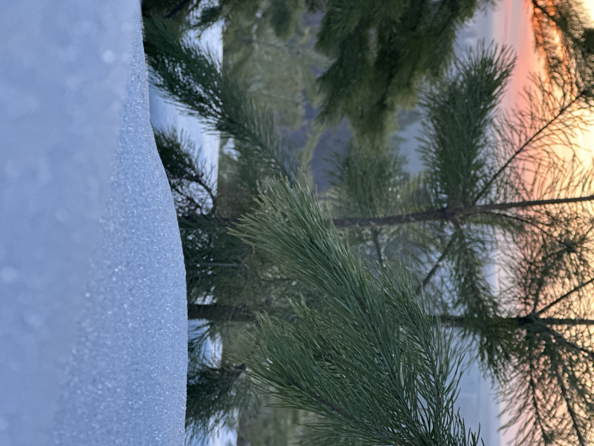 The image shows a close-up view of a snowy landscape with evergreen trees. The left side of the image is dominated by a snowdrift, its surface textured with ice crystals. To the right, pine branches with long needles extend into the frame. In the background, other trees are visible, some silhouetted against a sky tinged with the colors of a sunset or sunrise, with pink and orange hues. The scene likely depicts a winter day in a forest or park area. While the precise location within Chaikovsky, Russia, cannot be determined solely from the image, the presence of evergreen trees and snow indicates a northern climate consistent with the region. There are no people, subjects, objects, actions, or interactions visible in the image, other than the natural elements.