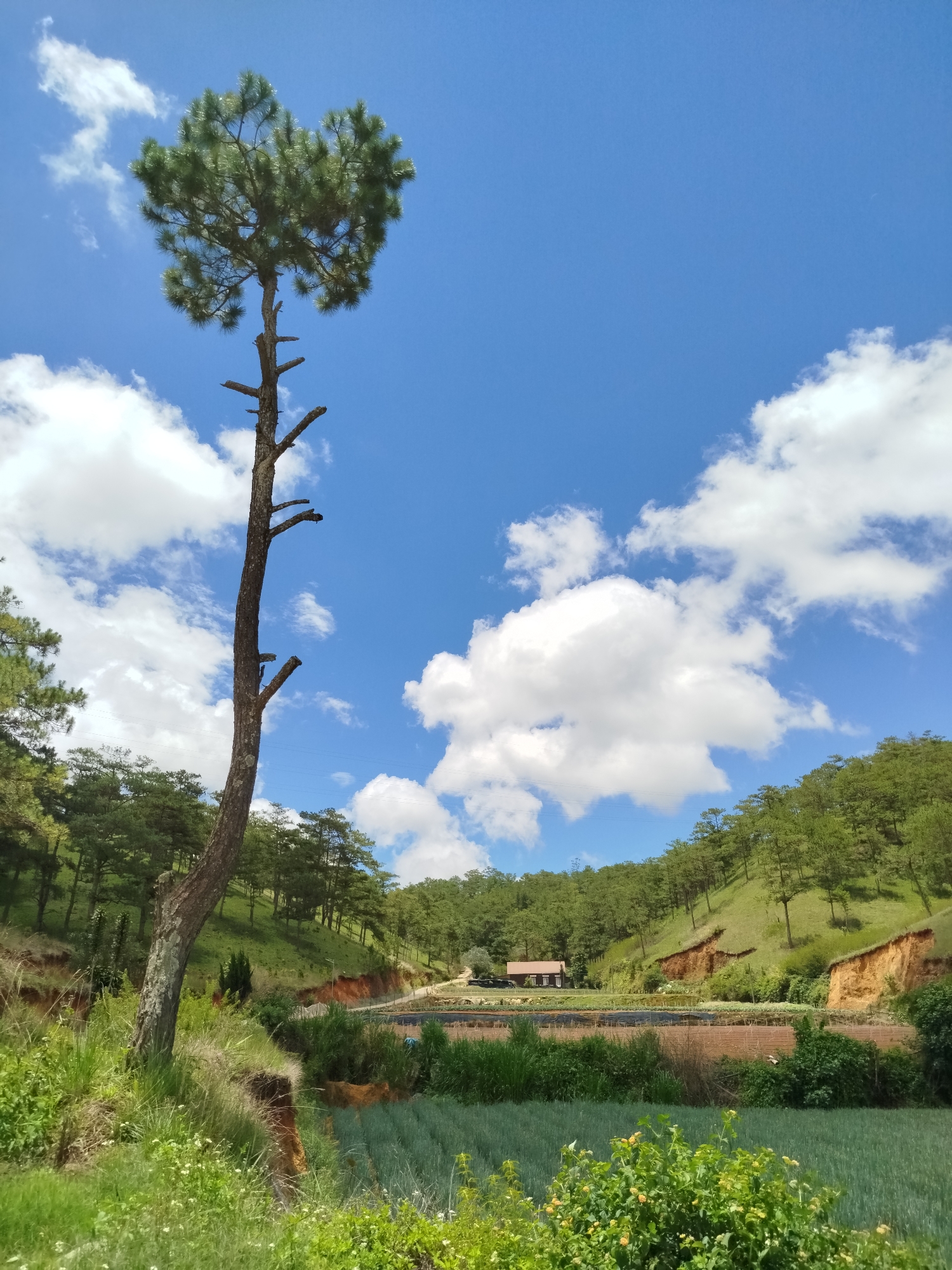 The image depicts a landscape near Lạc Dương, Vietnam, characterized by rolling green hills, a bright blue sky with scattered white clouds, and cultivated farmland in the foreground.
A prominent tall pine tree stands on the left side of the image, with green foliage concentrated at its top and bare branches along its trunk. The foreground features lush green vegetation and a cultivated field with rows of crops. In the distance, a building with a dark roof is visible, nestled amidst the hills covered with dense pine trees. The hills are layered, showing erosion and revealing reddish soil in certain areas. A road winds through the landscape, leading towards the building. The overall environment suggests a rural, agricultural setting with a mix of natural and cultivated elements.
