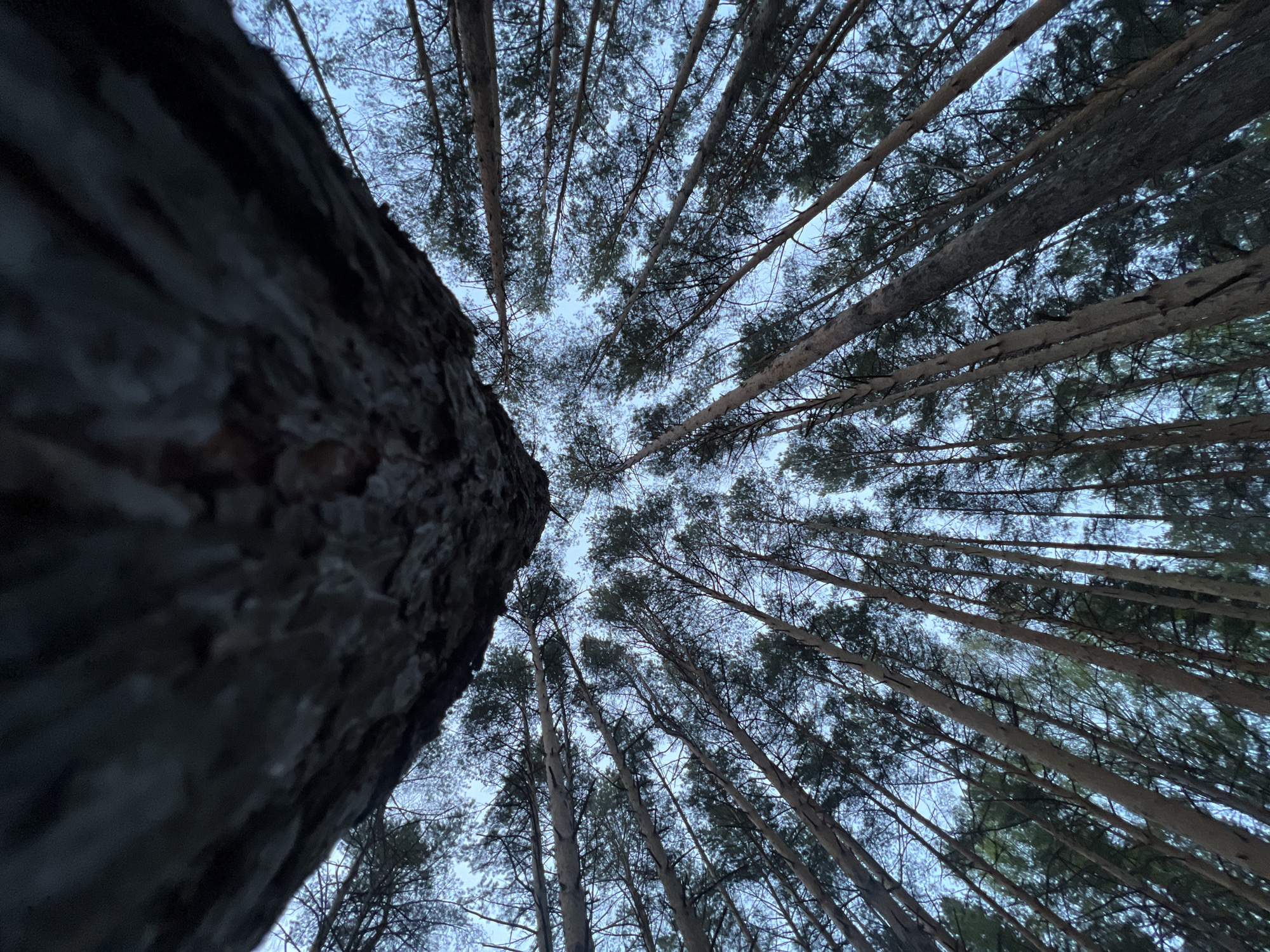 The image shows a low-angle view looking upwards through a dense forest of tall, straight trees. The sky is visible as a pale blue backdrop between the tree branches. A large tree trunk dominates the lower left of the frame, its bark rough and detailed. The other trees are thinner, with their branches reaching towards the sky. The perspective creates a sense of height and depth within the forest. The location is specified as the city of Chaikovsky, Russia, but there is no information in the image to verify the location.