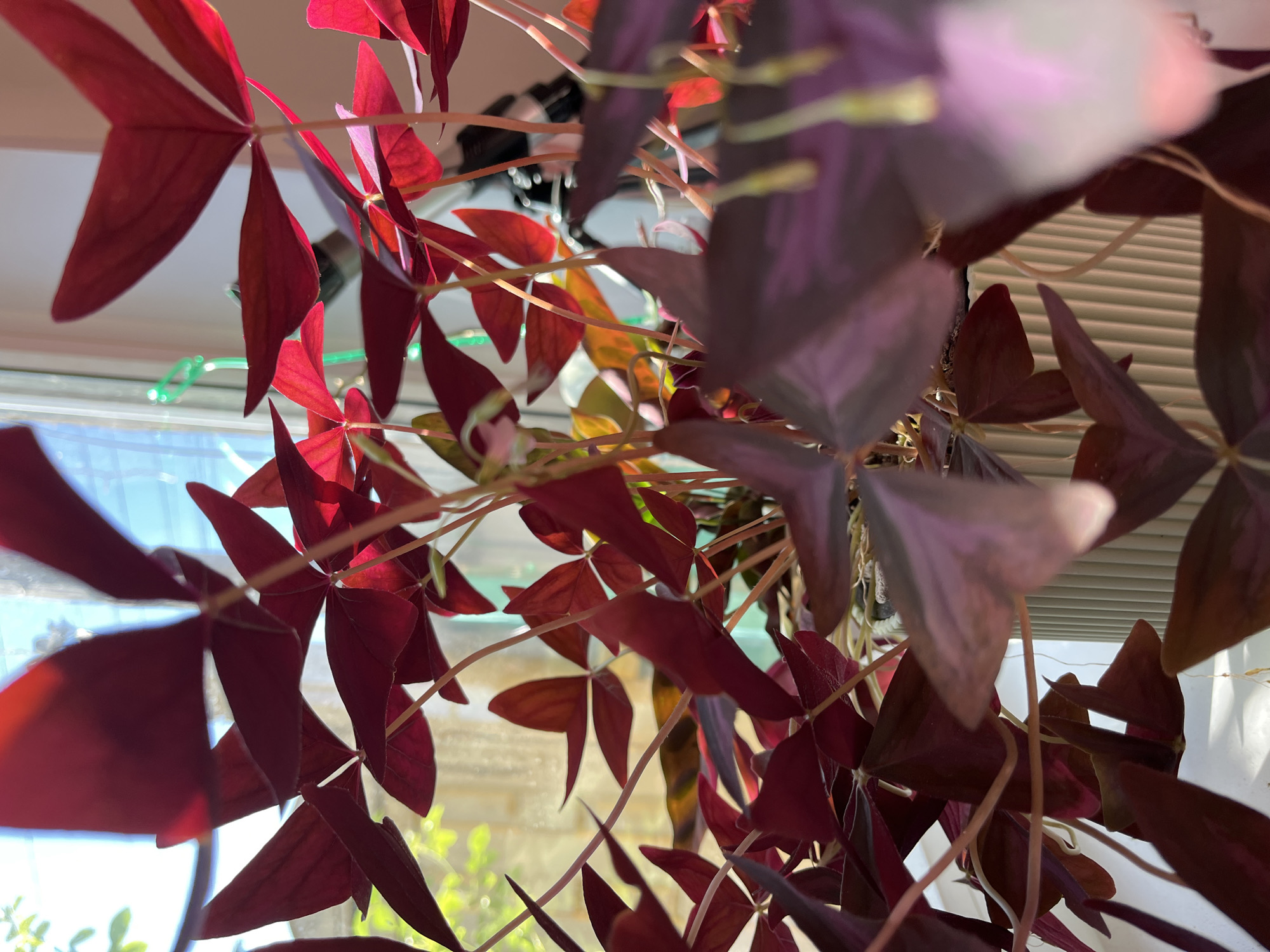 The image displays a close-up, low-angle shot of a houseplant with striking dark red, triangular leaves, resembling a butterfly or shamrock shape. The plant is positioned near a window, allowing natural light to illuminate its foliage, creating a vibrant, almost translucent effect on some leaves. The background shows the blurred interior of a room, including what appears to be a white ribbed planter and a sliver of sunlight filtering through the window, suggesting an indoor setting. There are no people or discernible activities depicted in the image. The location of Krasnyye Barrikady, Russia, is not visually represented in this image.