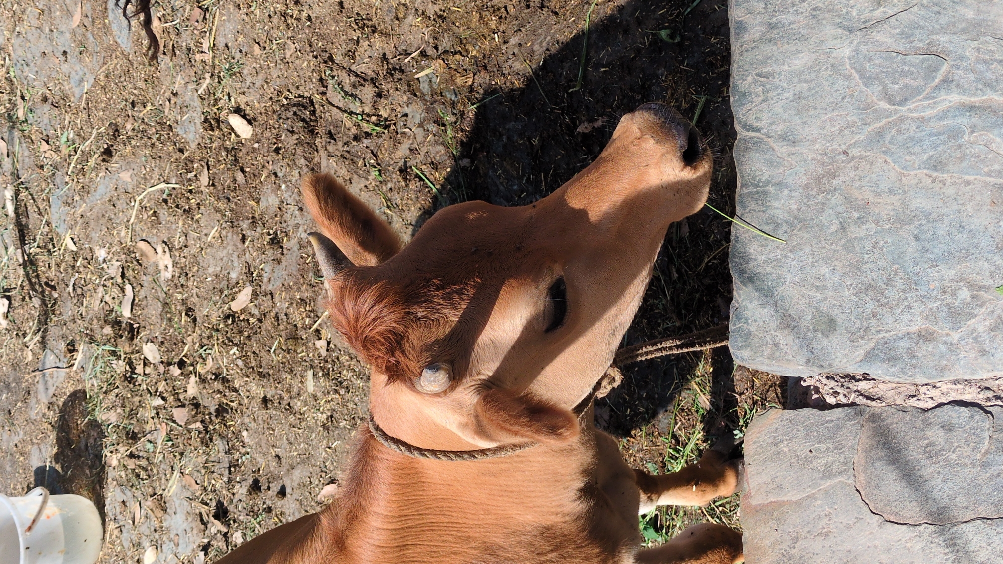 The image depicts a brown calf, seemingly tethered with a rope around its neck, standing near a concrete structure. The calf is in an outdoor environment with muddy ground to its left. The calf is partially shaded, with a small green sprig visible near its mouth. The scene takes place in the city of Haini, India. A white bucket is visible at the lower-left corner of the image.