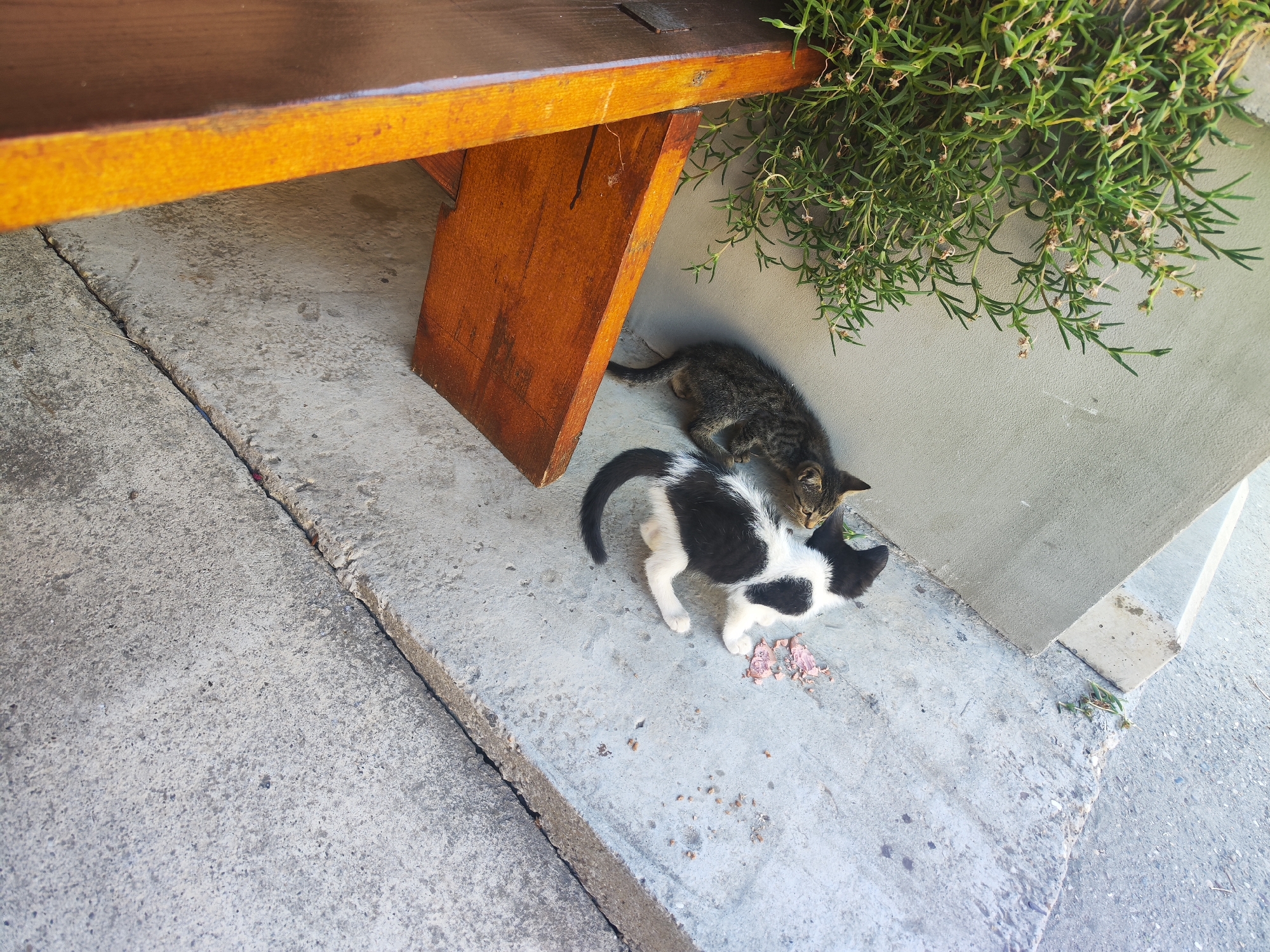 Two cats are on a concrete surface, one is black and white, the other is tabby. The black and white cat is eating from a pile of food, while the tabby cat is resting behind it. There is a wooden bench and some green plants in the background. The scene is outdoors, likely in a public area.