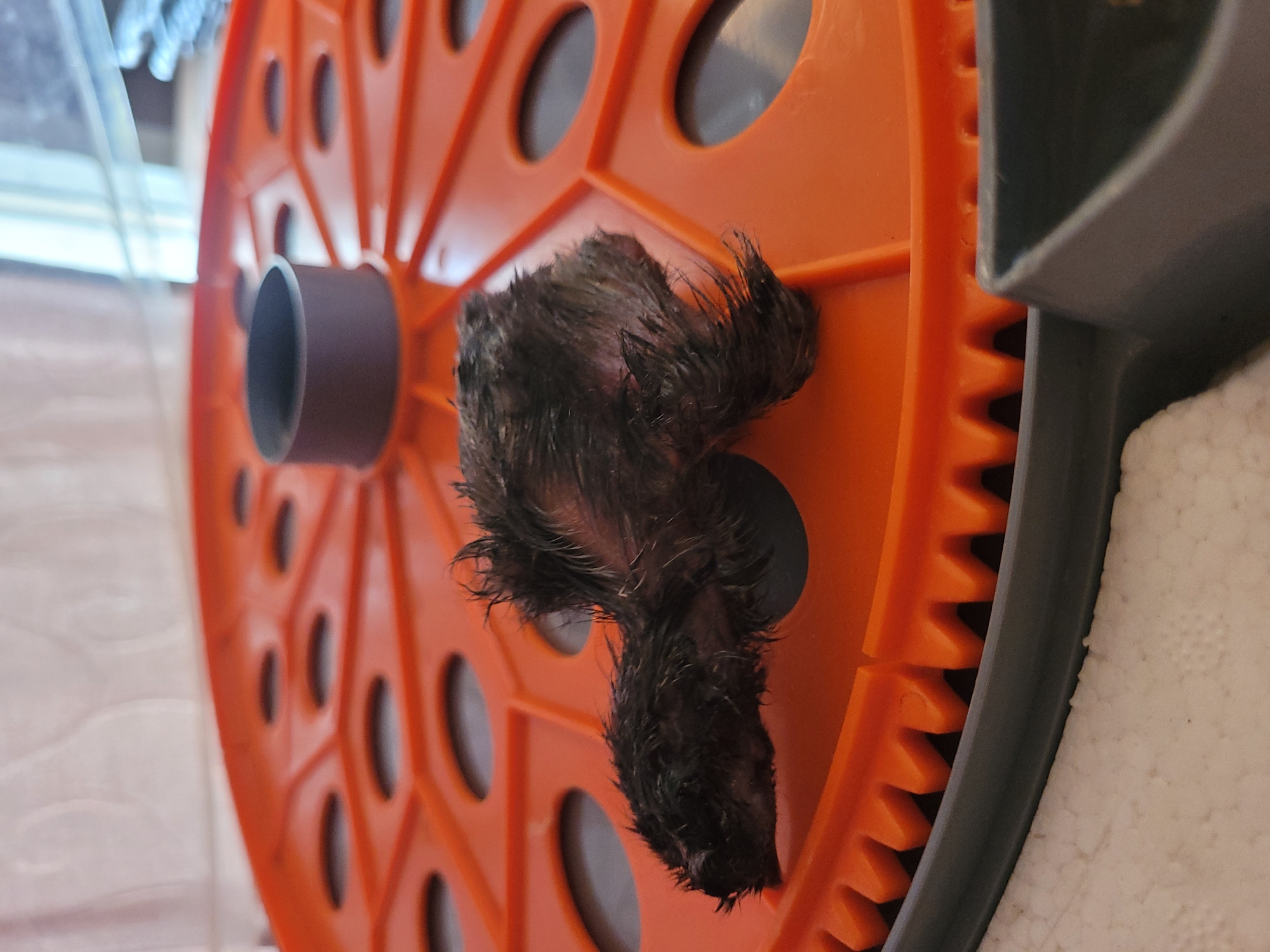 A dead chick, likely a newly hatched bird, lies on its side on an orange egg incubator tray. The chick is mostly covered in dark, wet downy feathers and appears to be very young. The incubator tray is circular with raised spokes radiating from the center and oval-shaped openings. A small, dark gray cylindrical object is positioned in the center of the tray. The background is blurred but suggests an indoor setting with a white wall and possibly a window. The scene is set on a light-colored surface. The location of La Galera, Spain, is not discernible from the image.